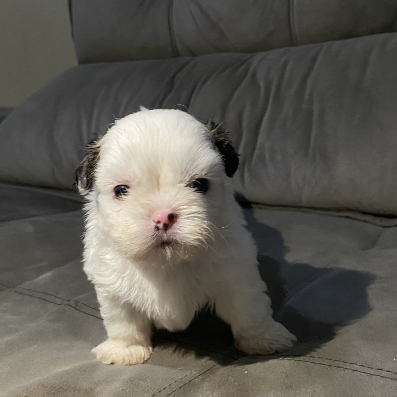Shih Tzu puro, todos machos! - Foto 3