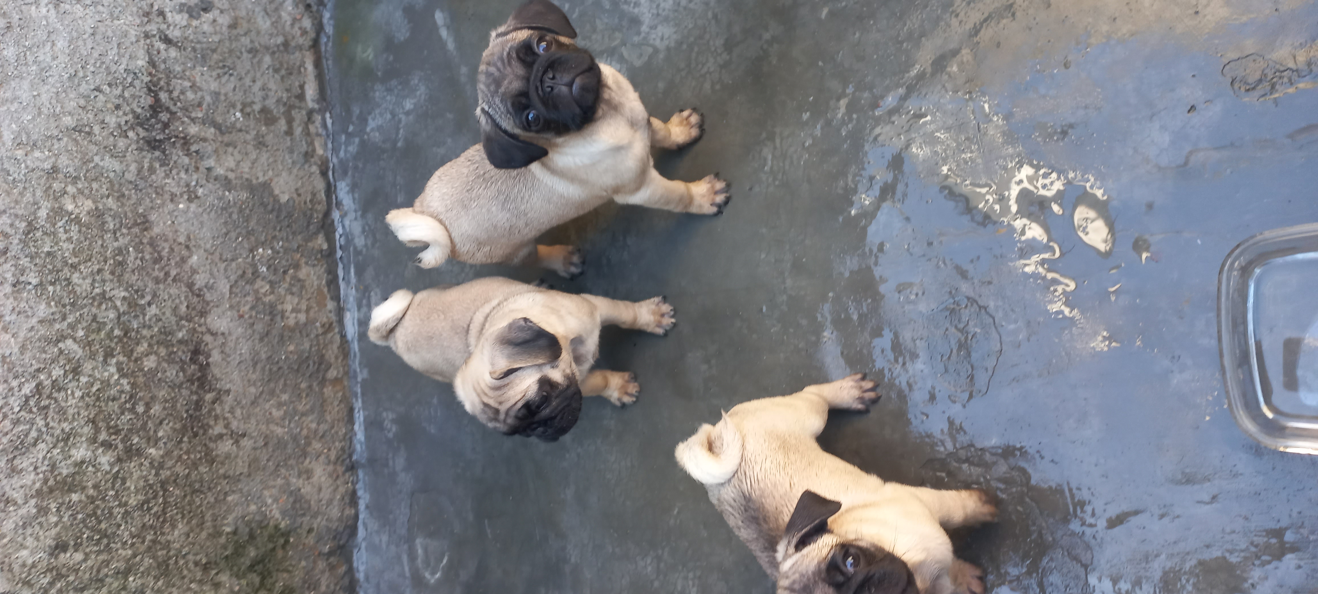 Portal Vendocão Vendo pug Paulo lopes 