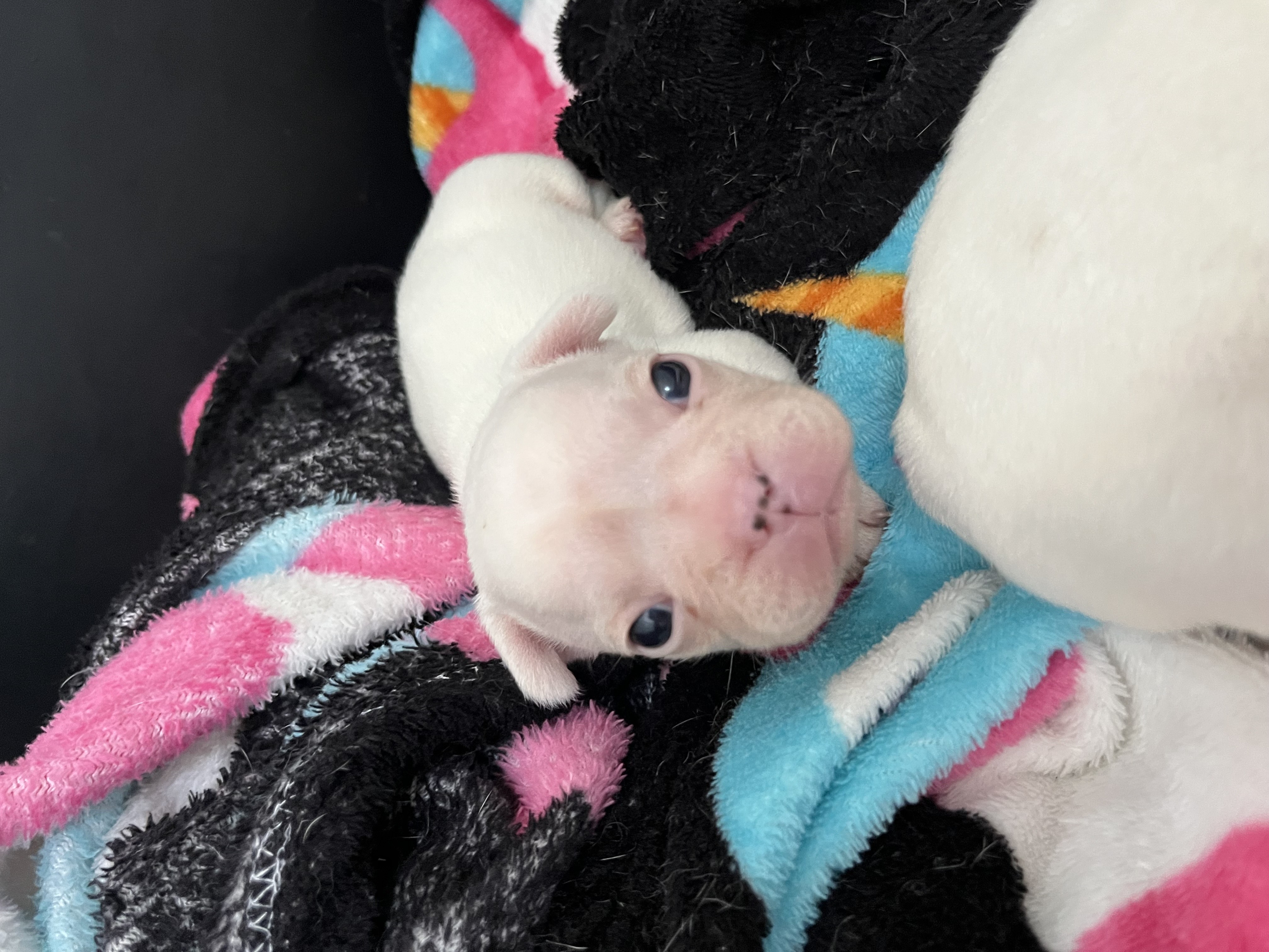 Portal Vendocão Filhotes de Bulldog Francês OSASCO
