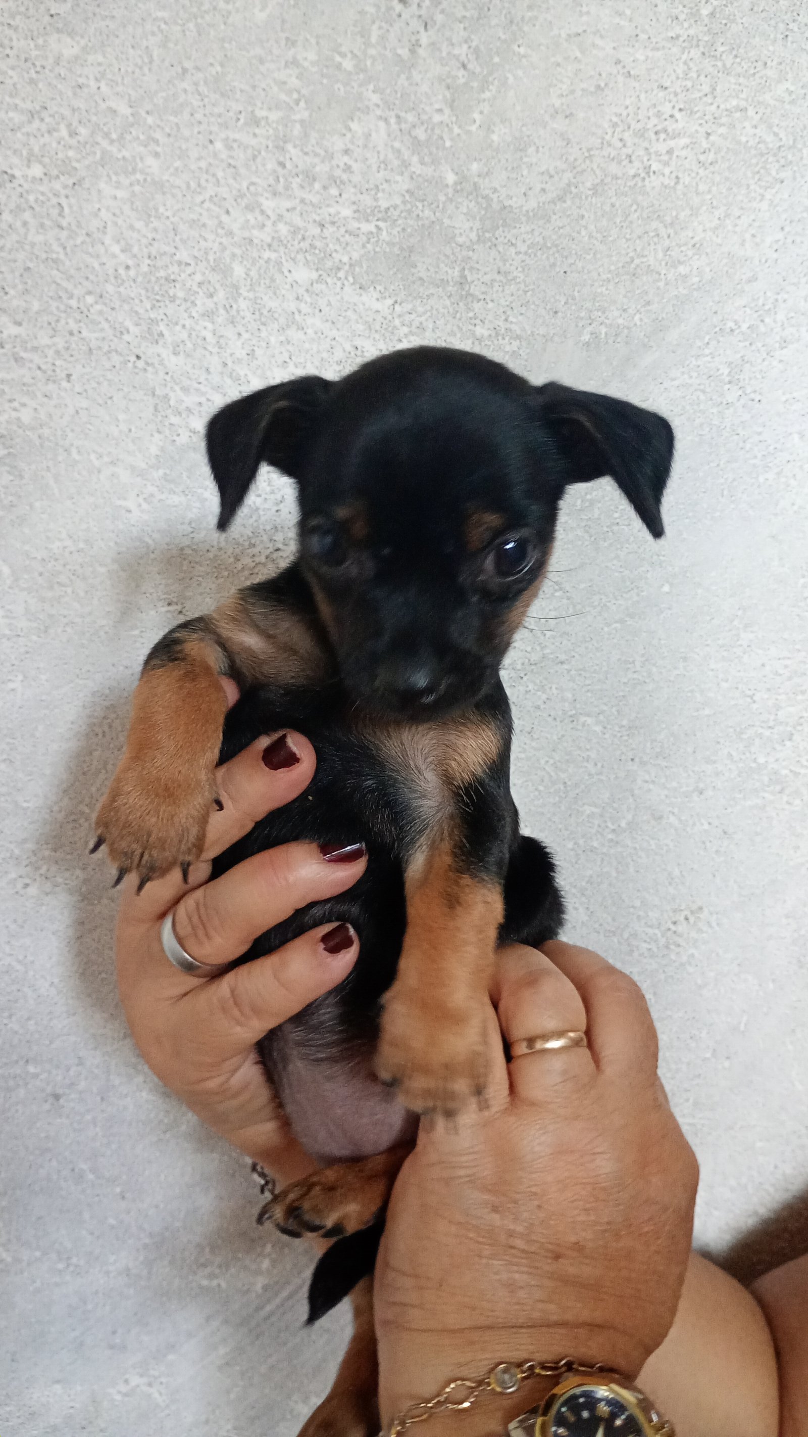 Filhotes de pinscher  - Foto 5