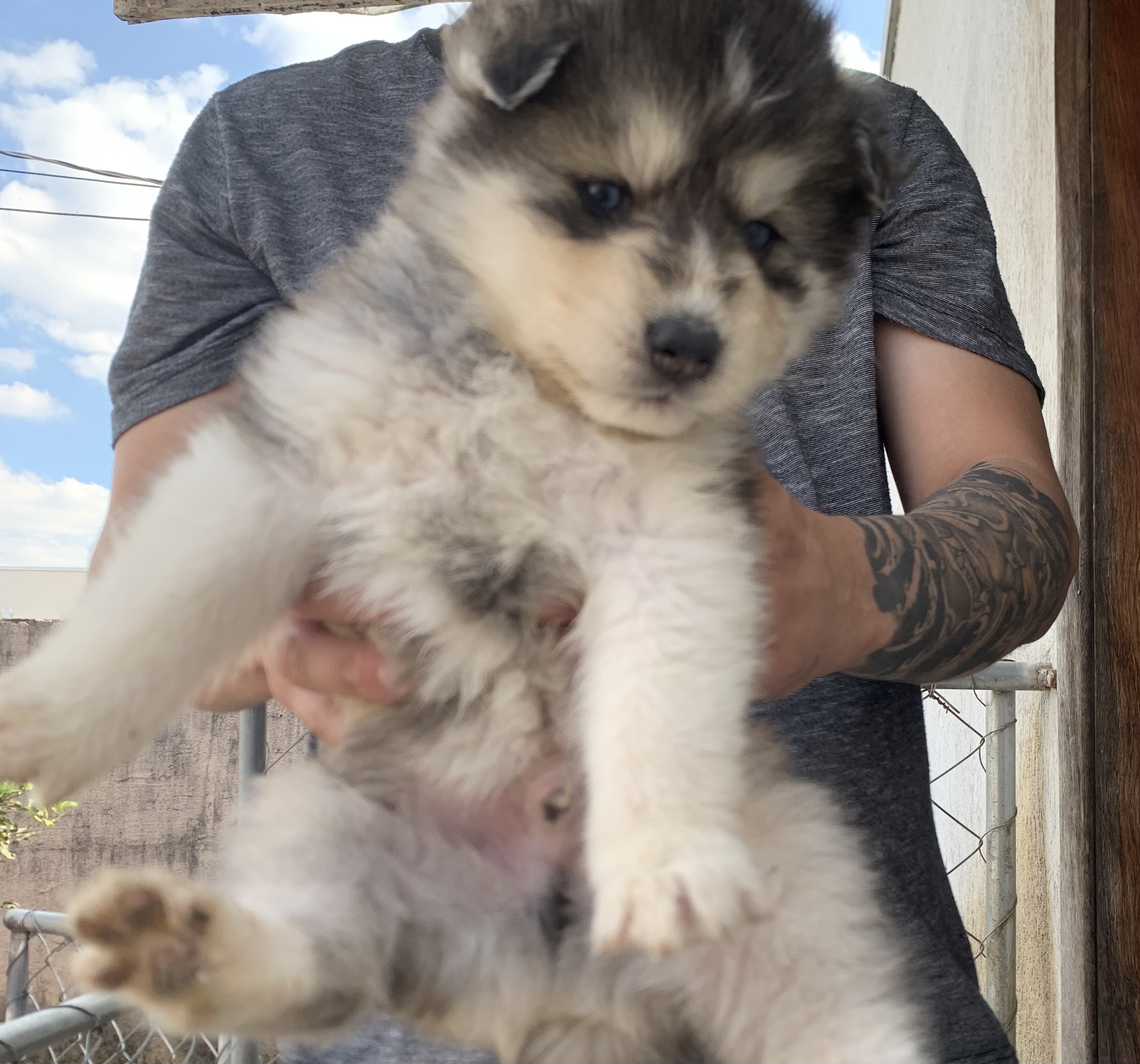 Filhote de husky siberiano 