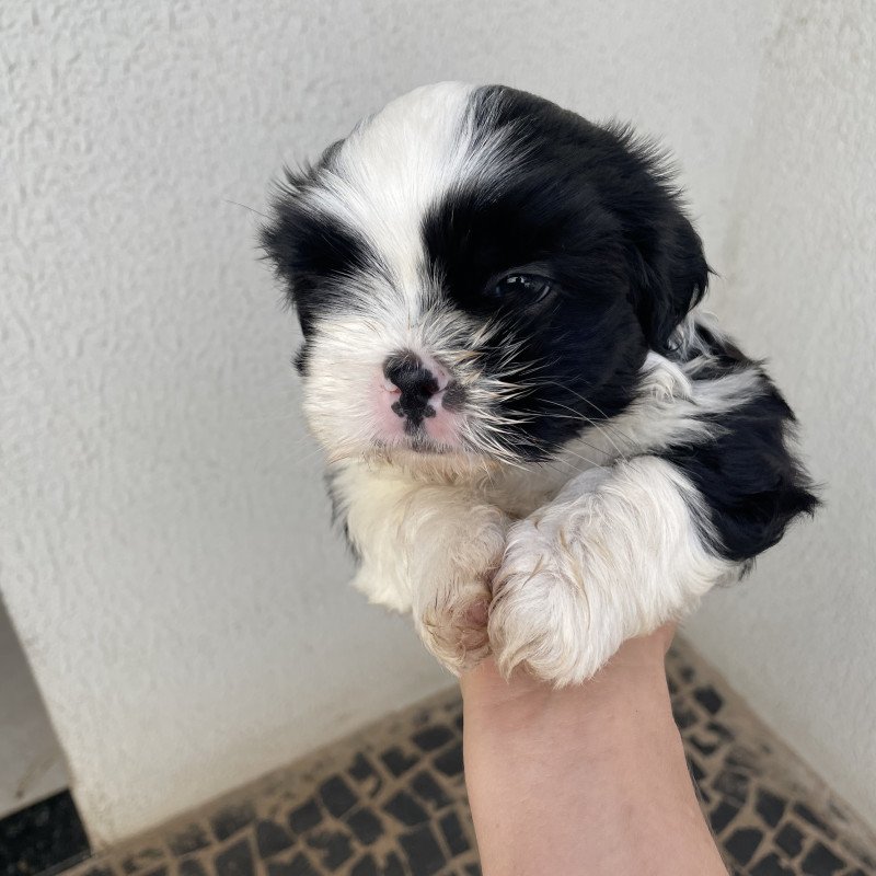Vendo filhotes de Shih Tzu - Foto 4