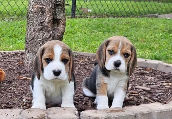 Portal Vendocão Beagle Mini Filhotes Diferenciados em BH MG.  Belo Horizonte 