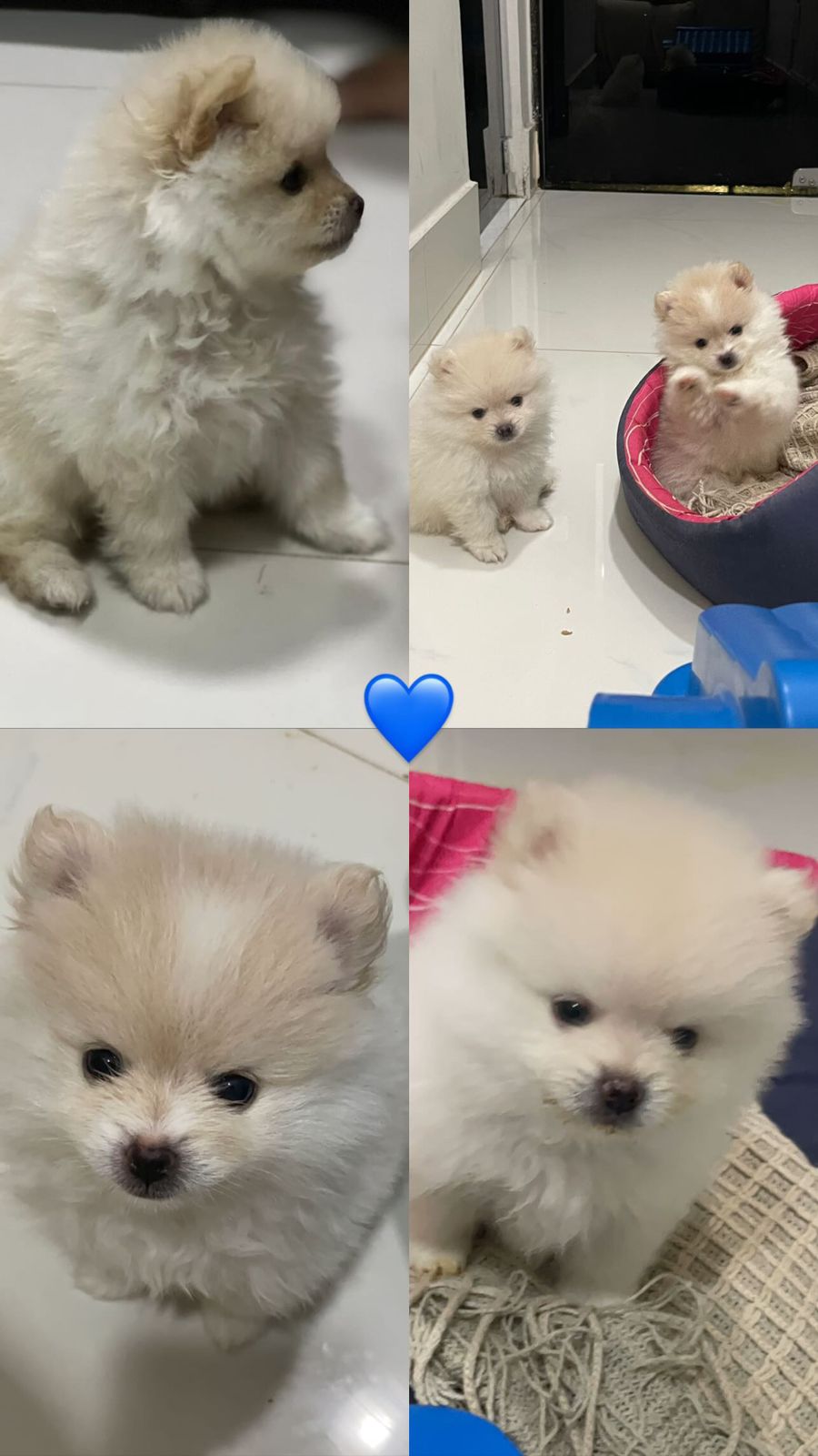 Portal Vendocão  Vendo Filhote de Lulu da Pomerânia Brasília