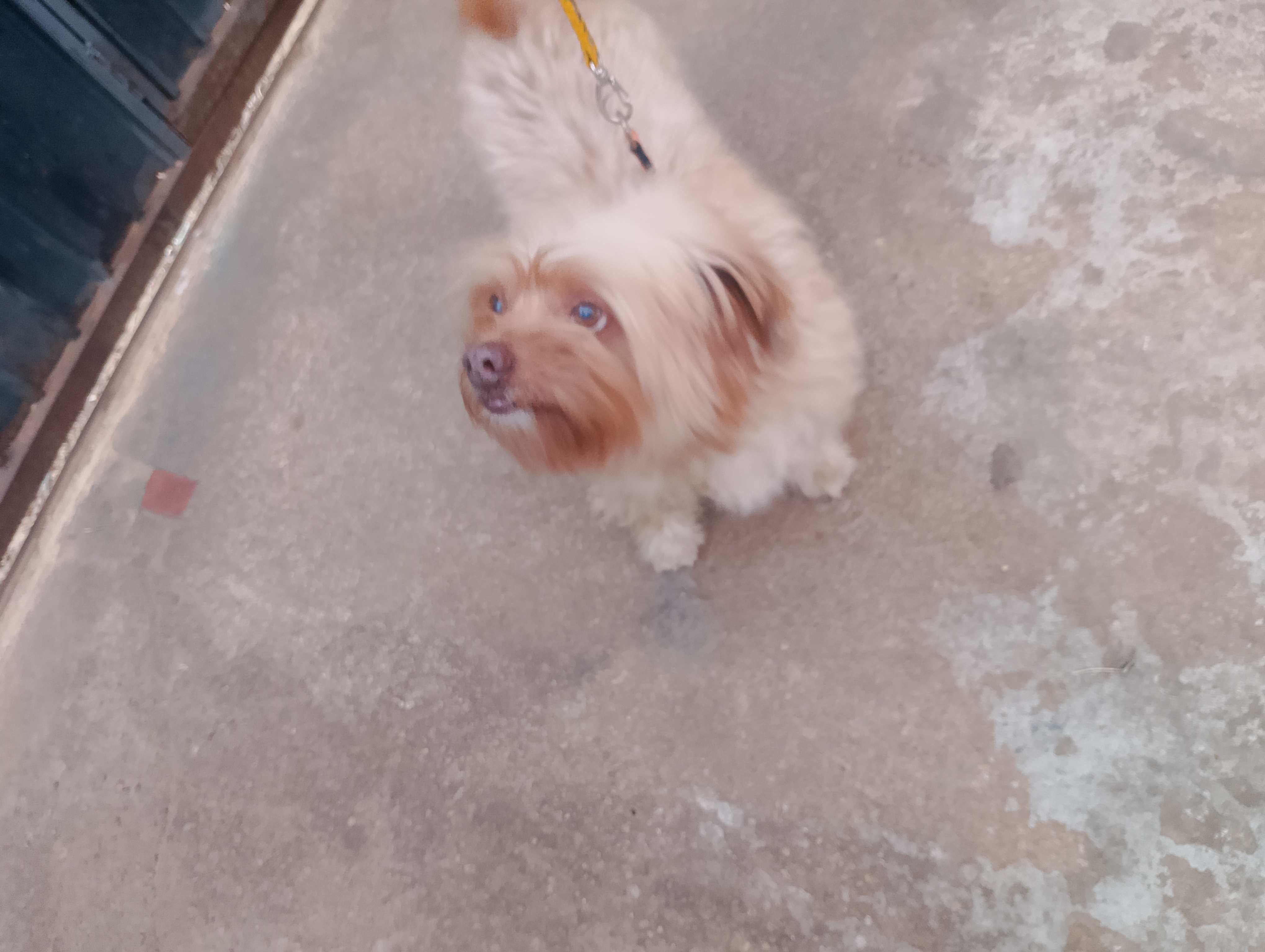Cachorro Yorkshire  - Foto 2
