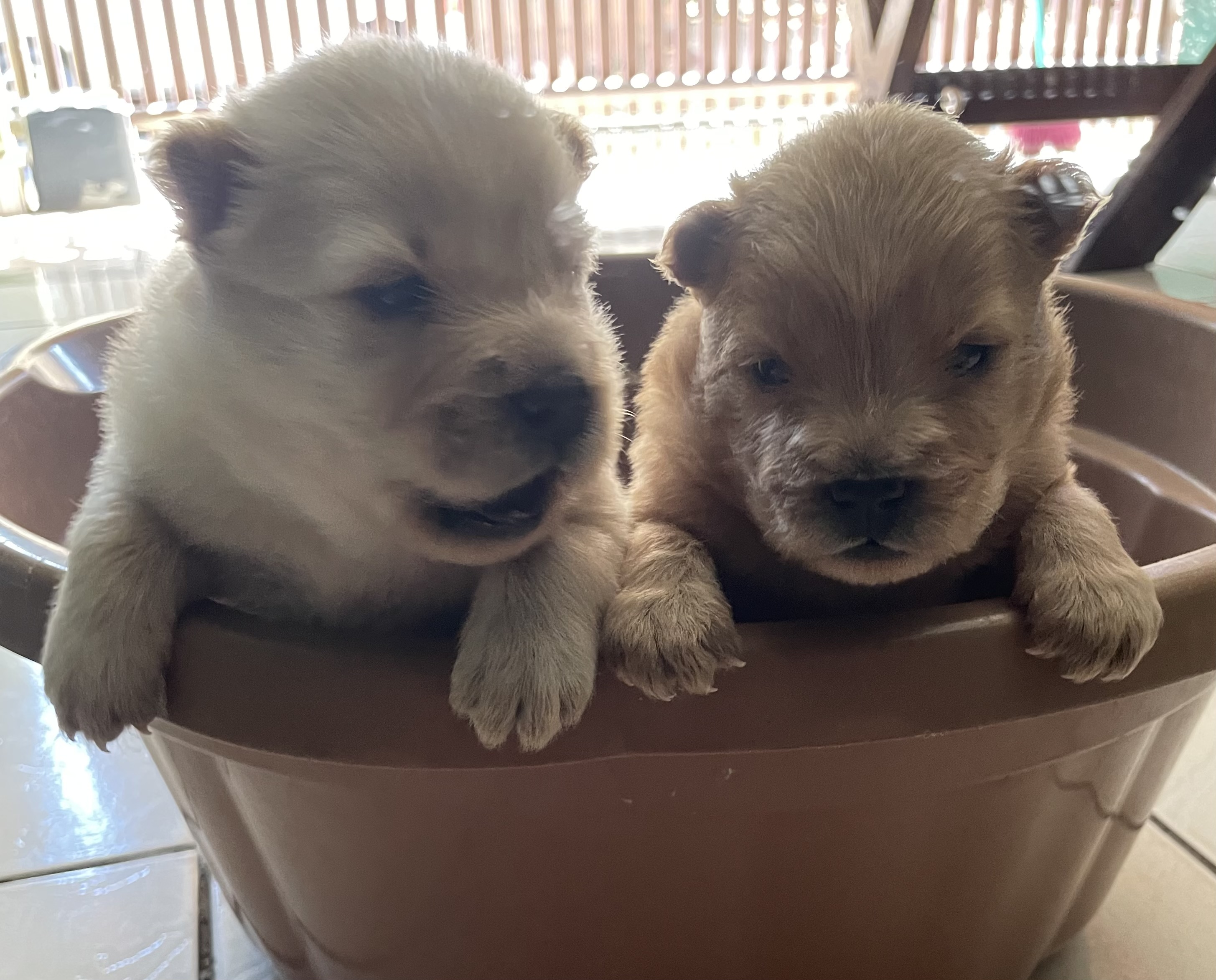 Portal Vendocão Filhote macho Chow-Chow Várzea Grande 