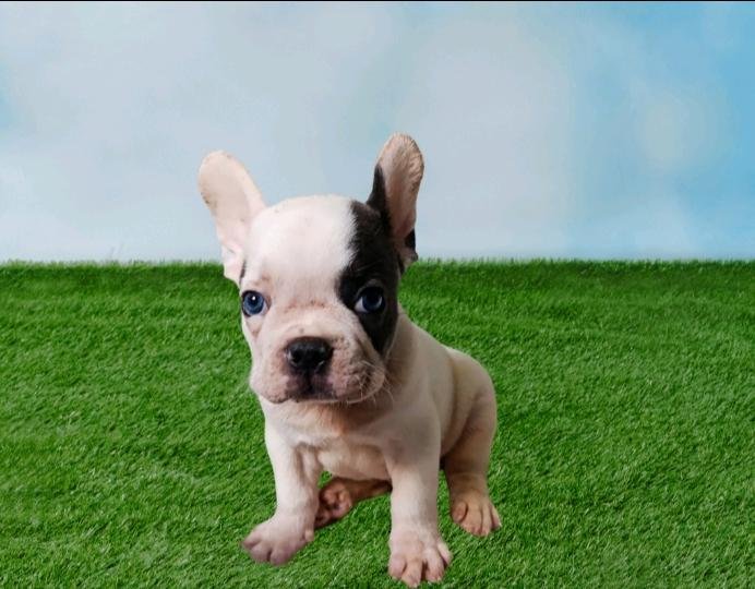 Vendo filhote de Bulldog Francês  - Foto 3