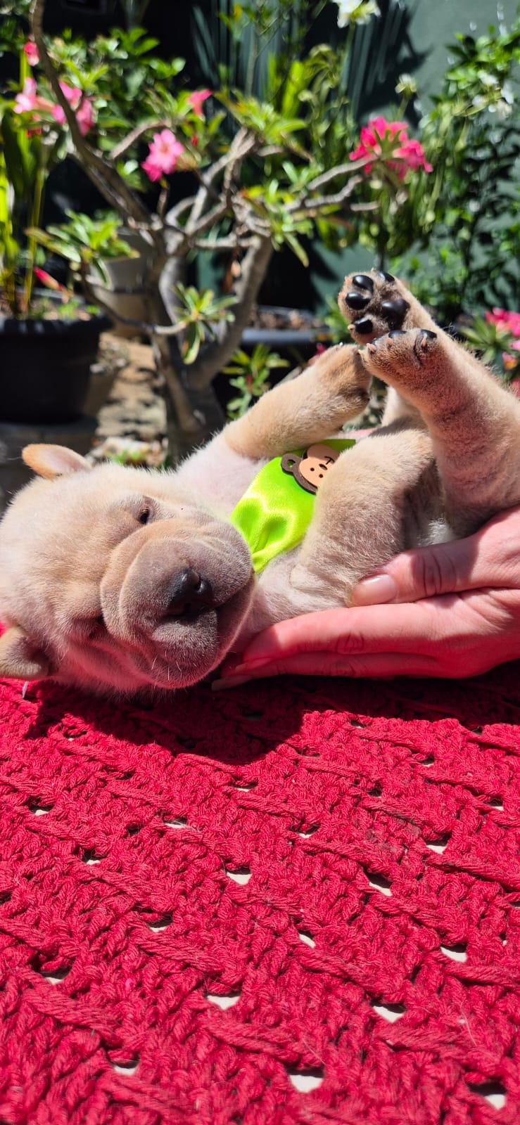 filhotes de Shar Pei Fortaleza 