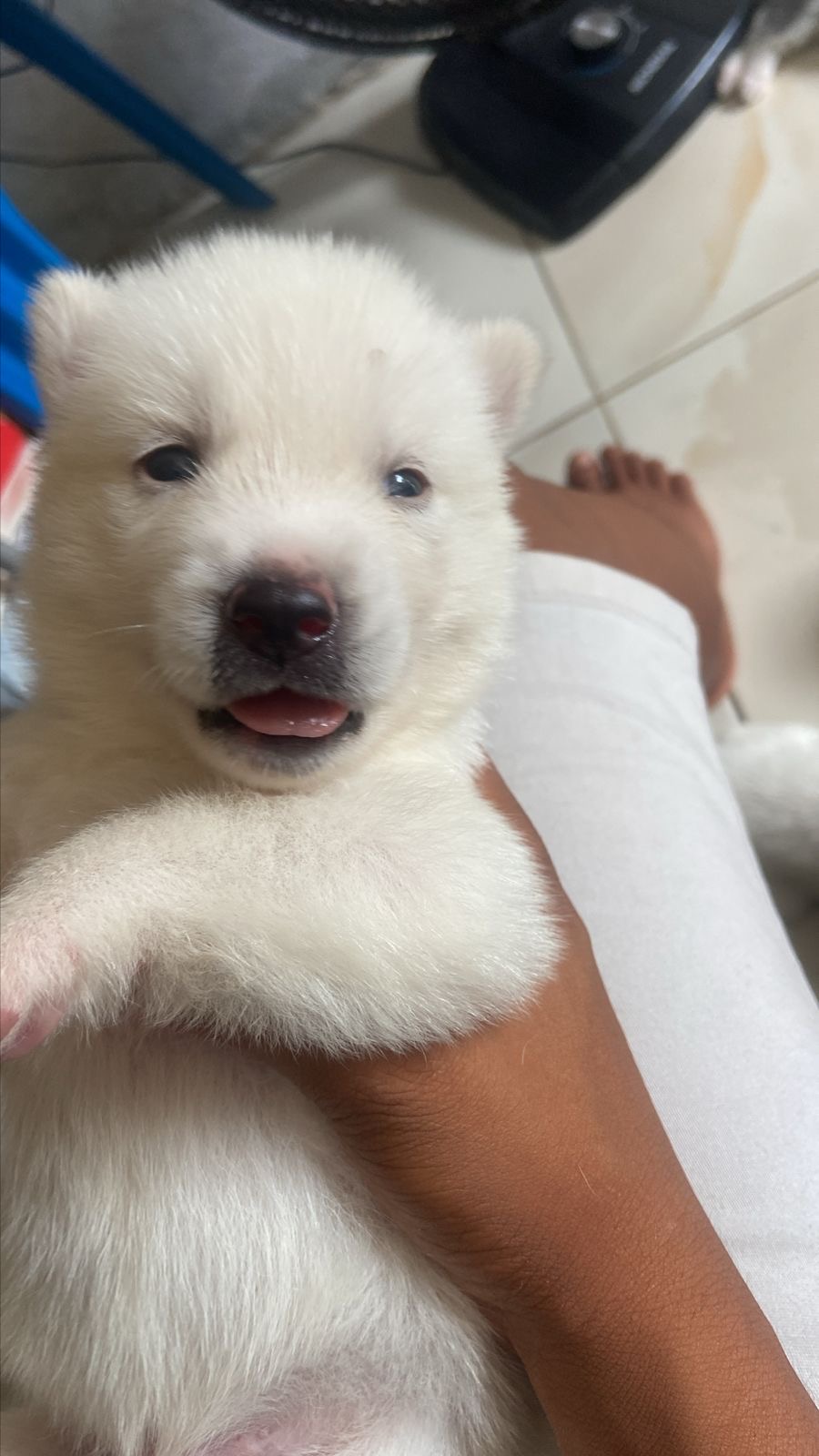 Venda de cachorro - Foto 2