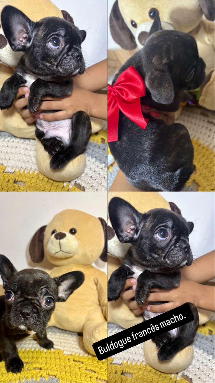 Portal Vendocão Buldogue Francês  Duque de Caxias 