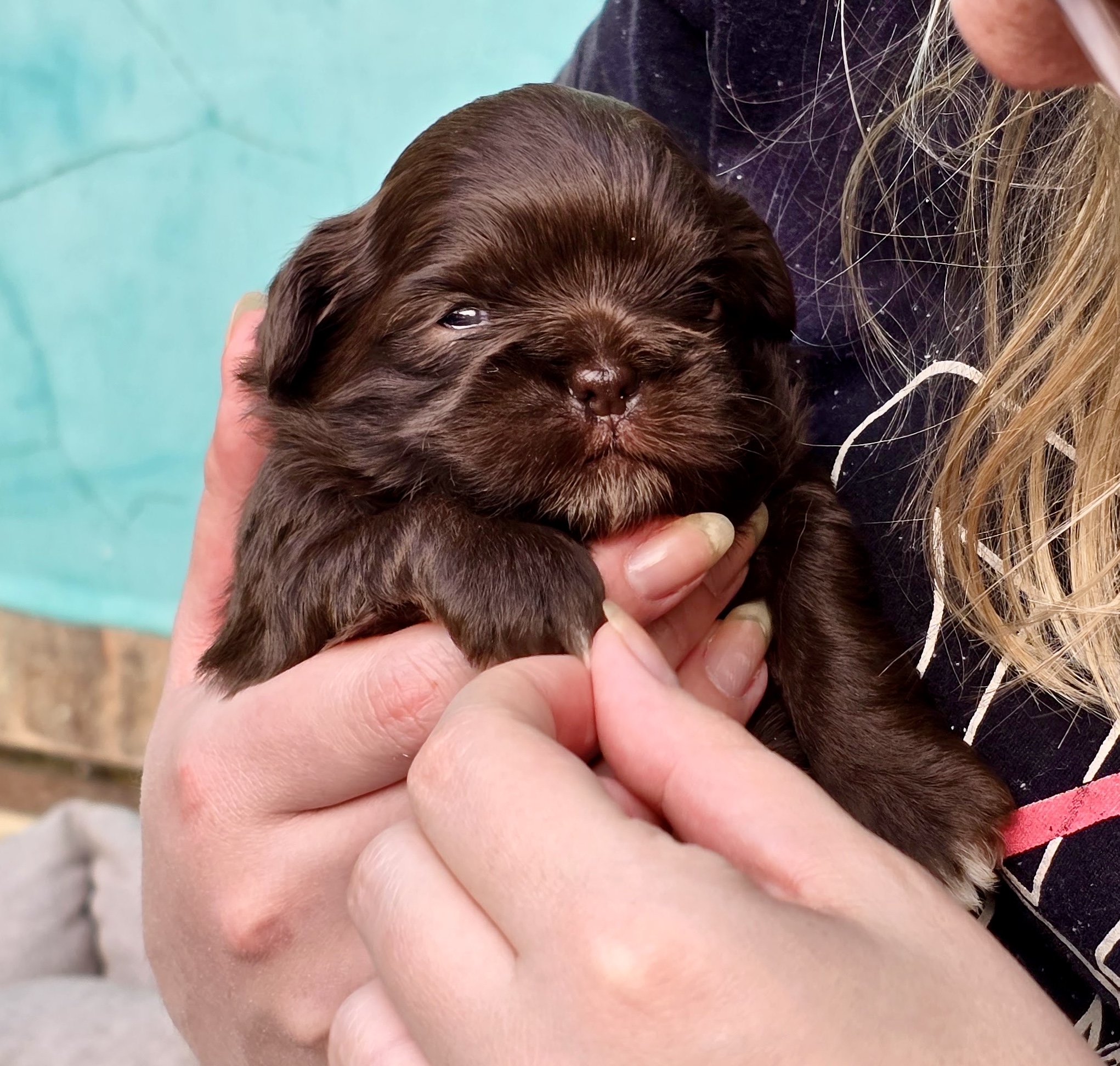 Portal Vendocão Shih tzu chocolate Curitiba