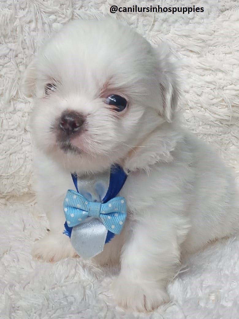 lhasa apso garanta hoje seu bebe #canilursinhospuppies  - Foto 1