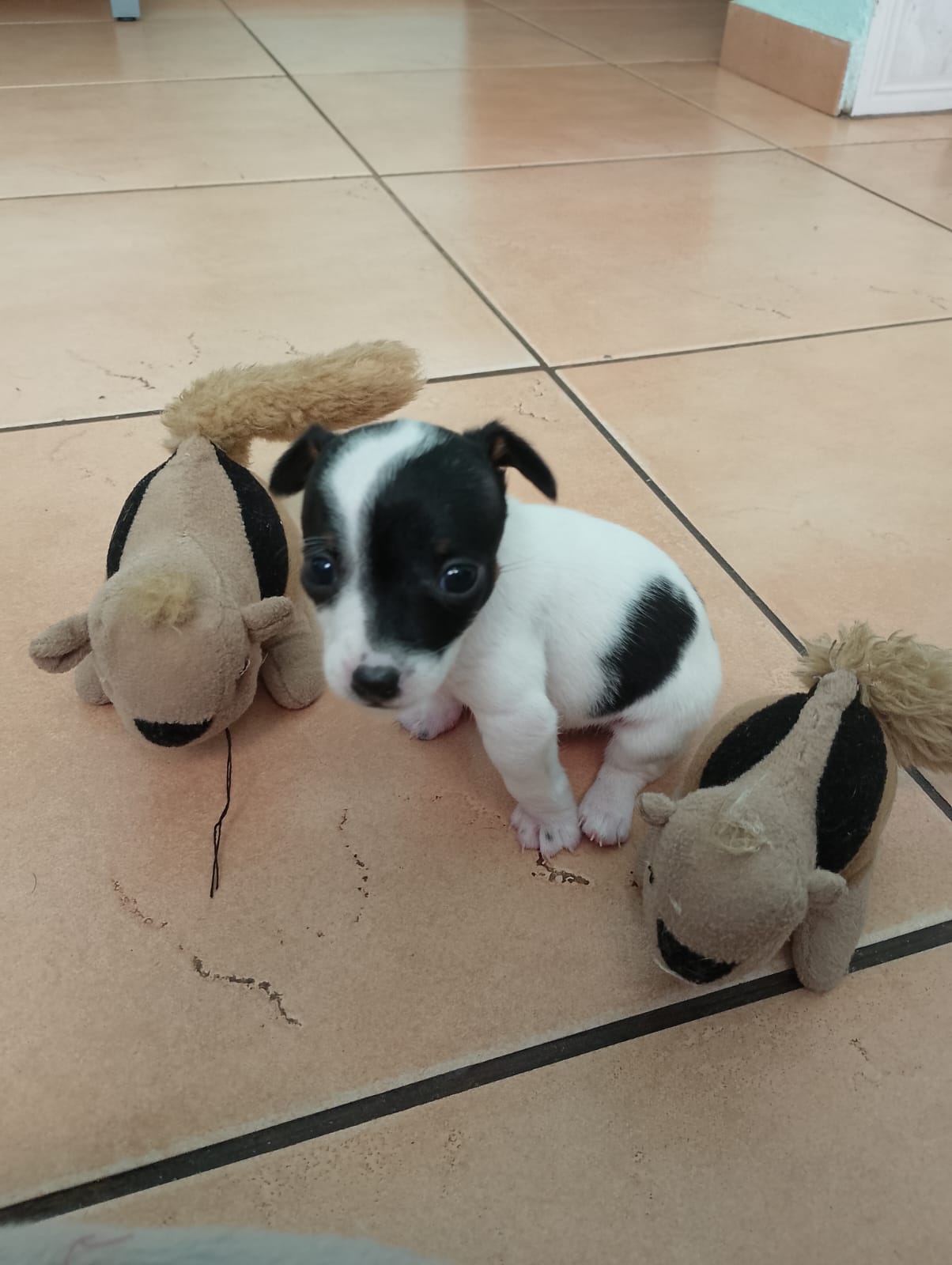 Portal Vendocão Cachorro Pincher puro pequeno  Botelhos