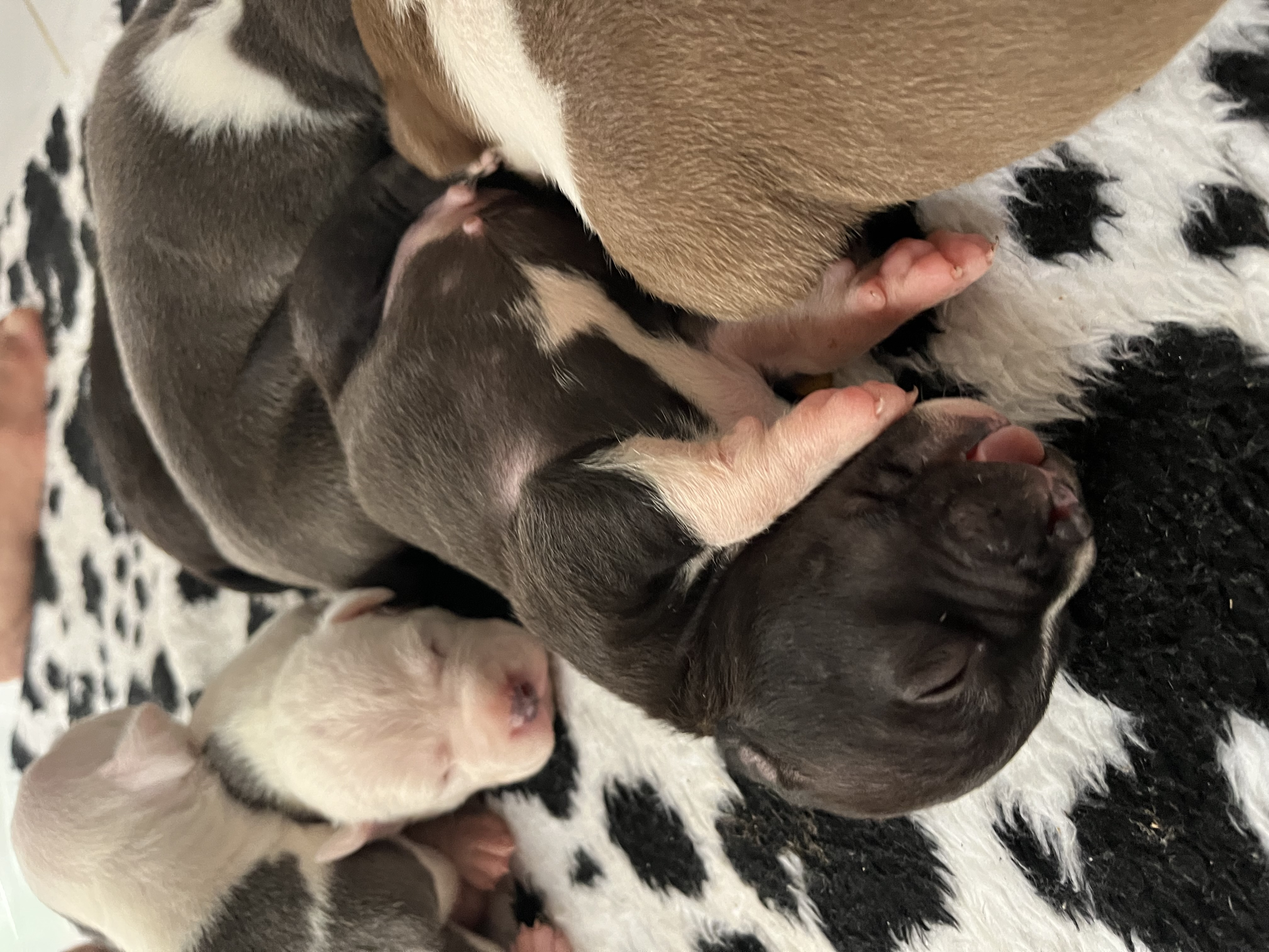 Filhotes de american staffordshire bull  - Foto 2
