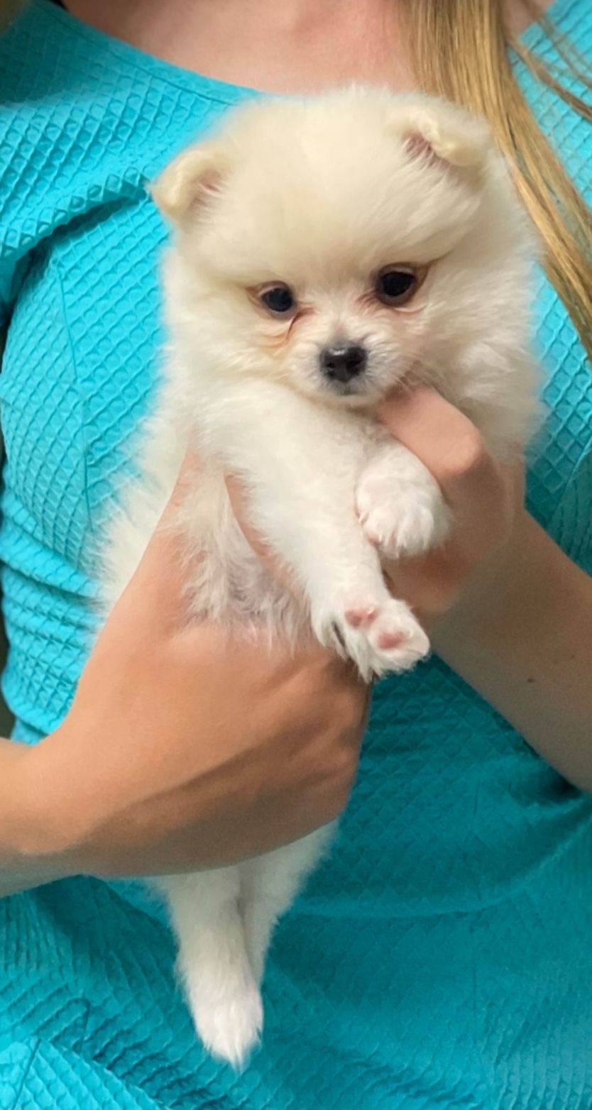 Portal Vendocão Filhote de Lulu da Pomerania anão Rio de Janeiro 