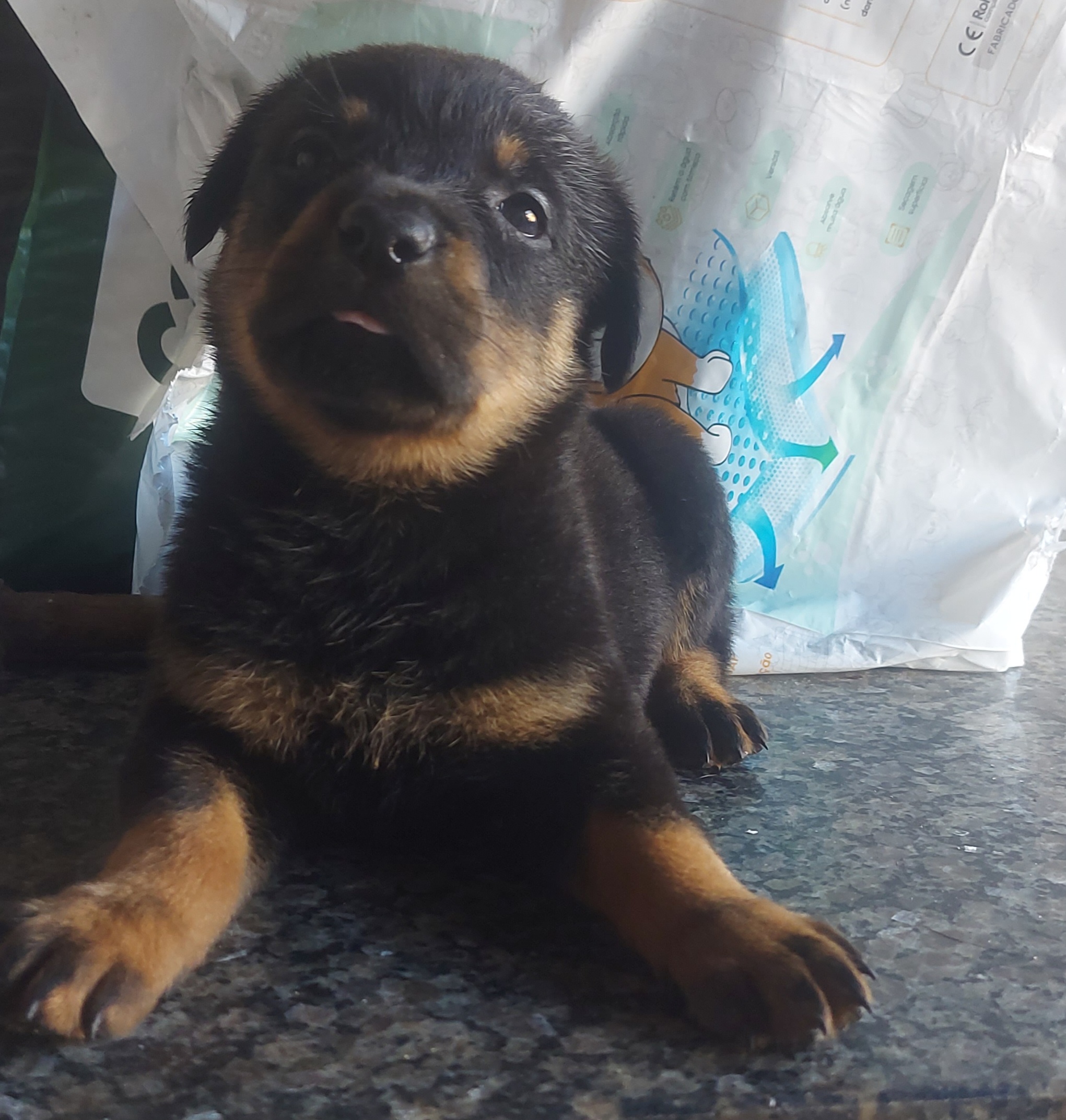 Portal Vendocão Cachorro filhote  Gravataí