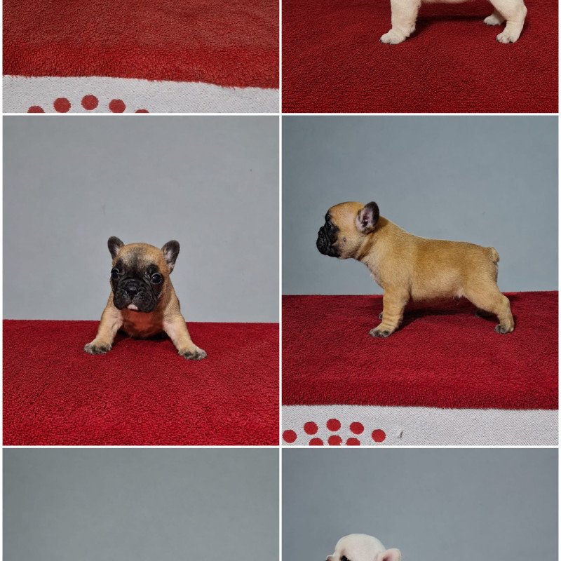 Lindos filhotes de Buldogue Francês - Foto 2