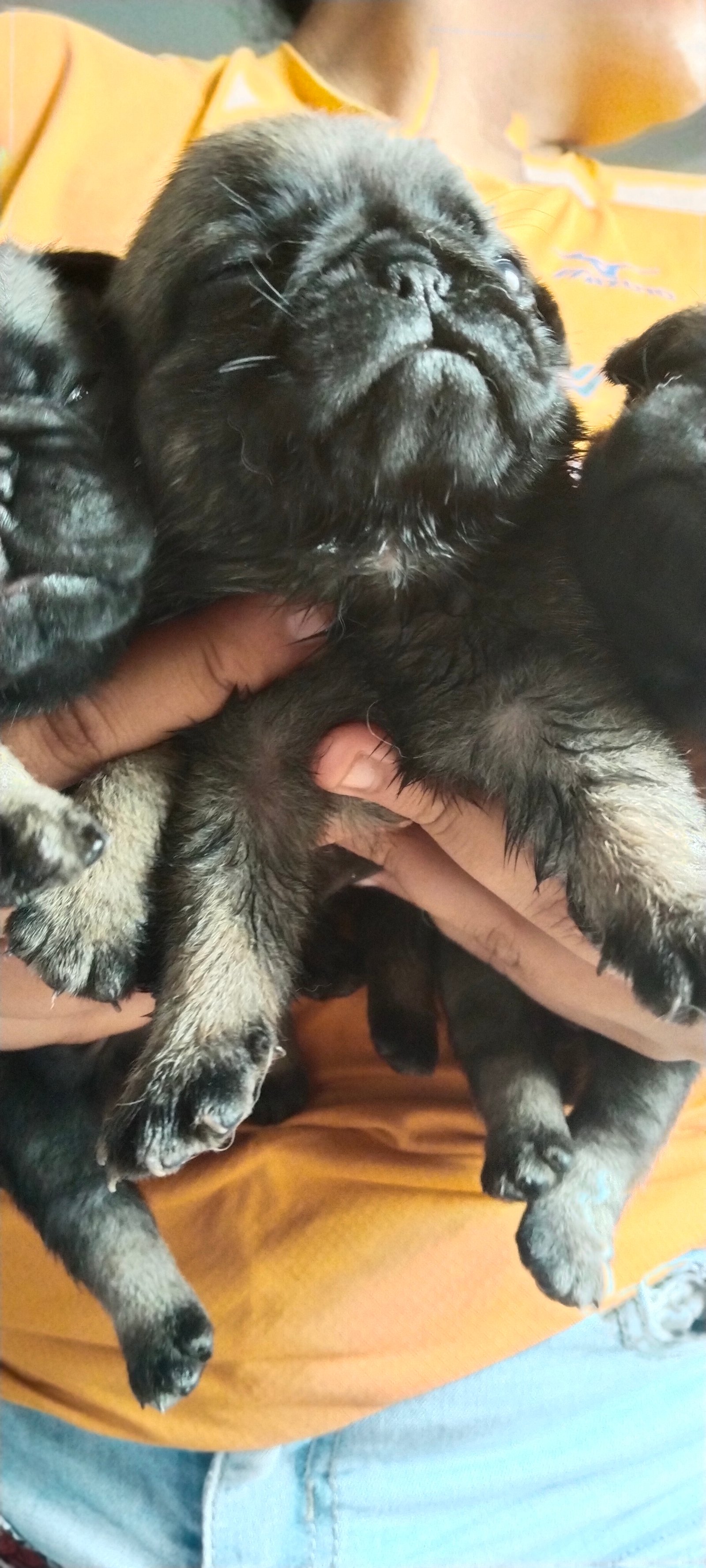 Pug femeas - Foto 4