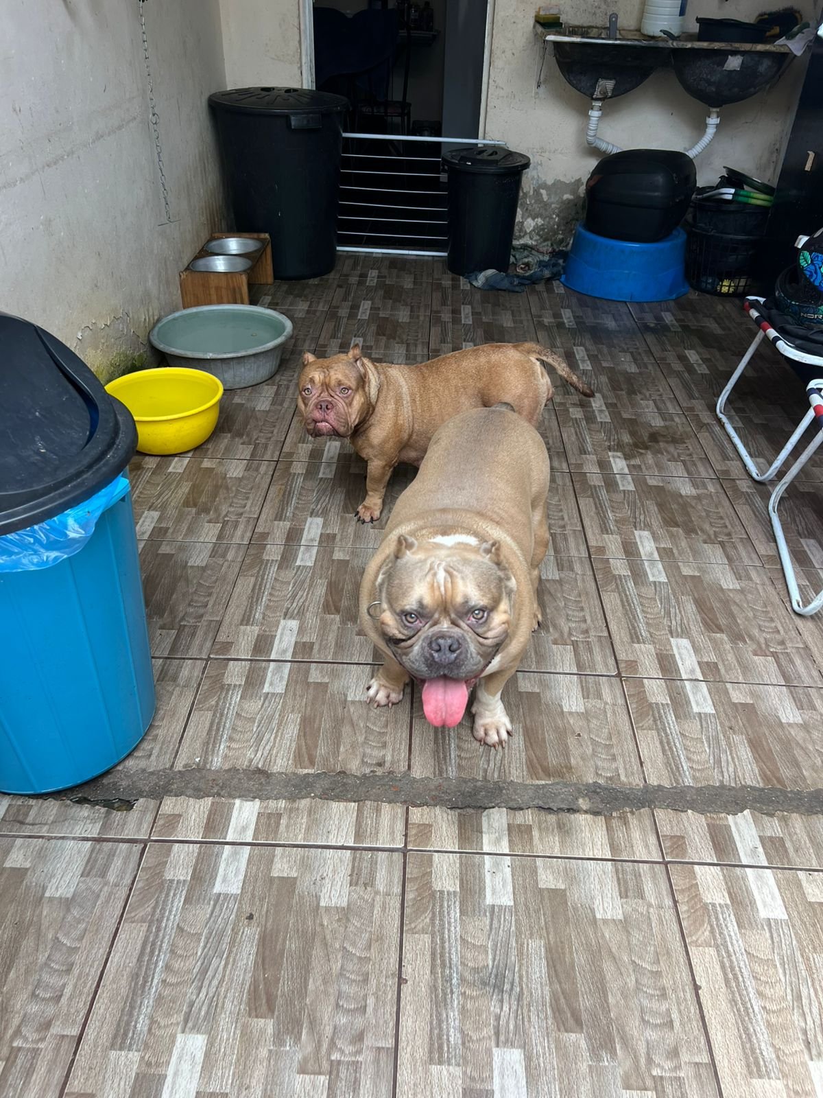 AMERICAN BULLY COM PEDIGREE - Foto 3