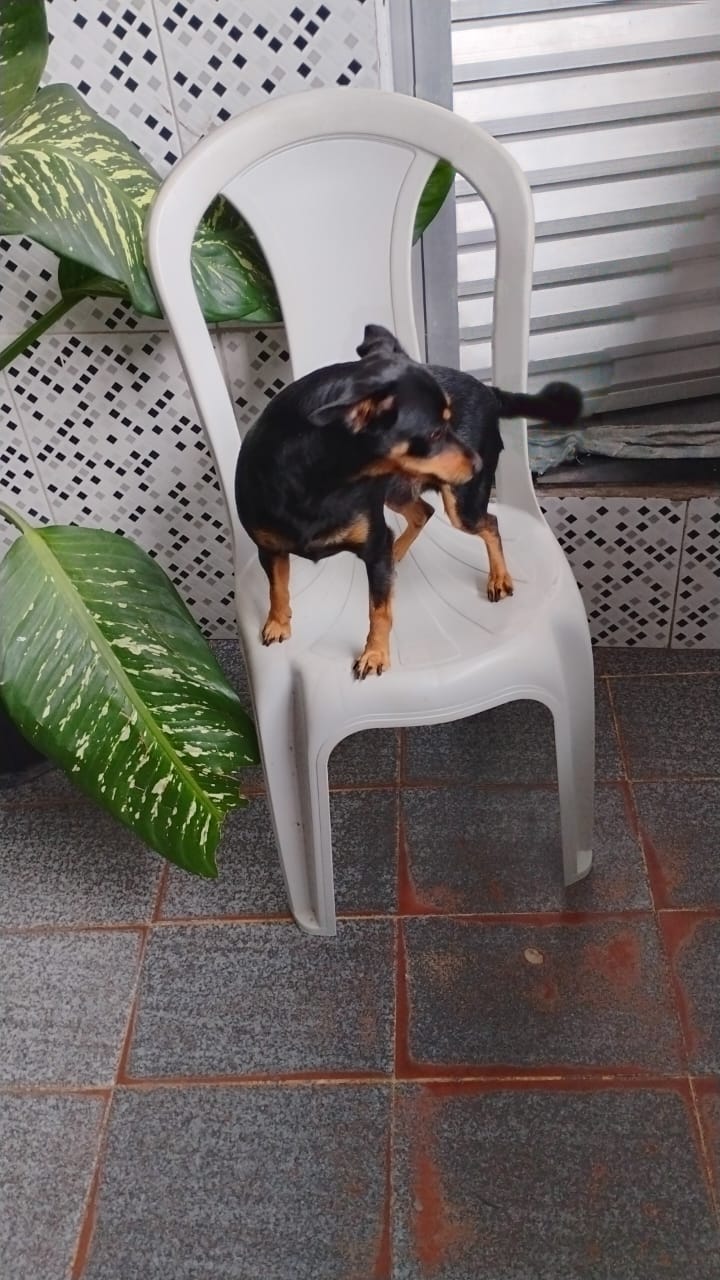 Portal Vendocão Vendo pinscher  SALVADOR