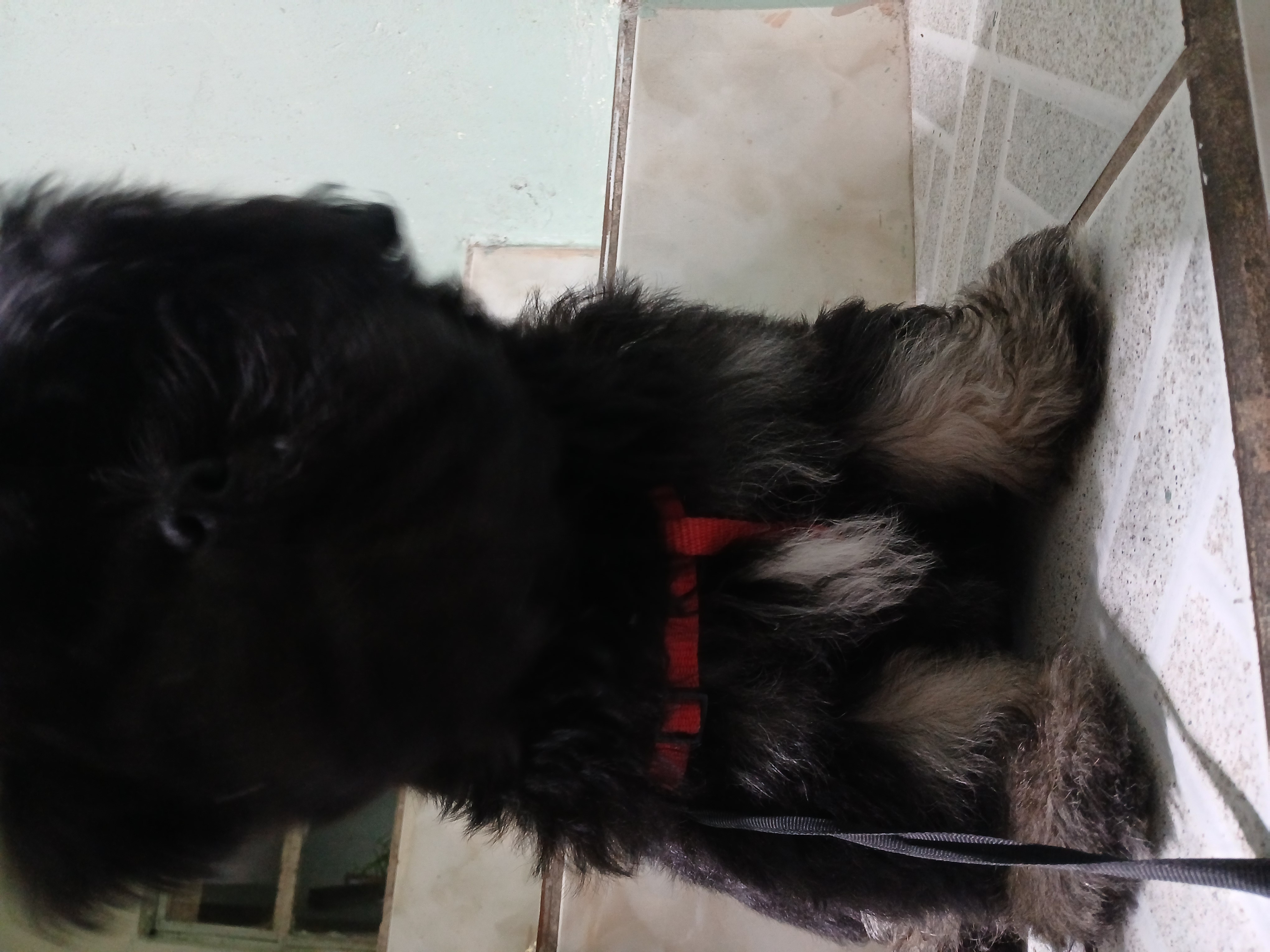 Lhasa apso preto MACHO - Foto 2