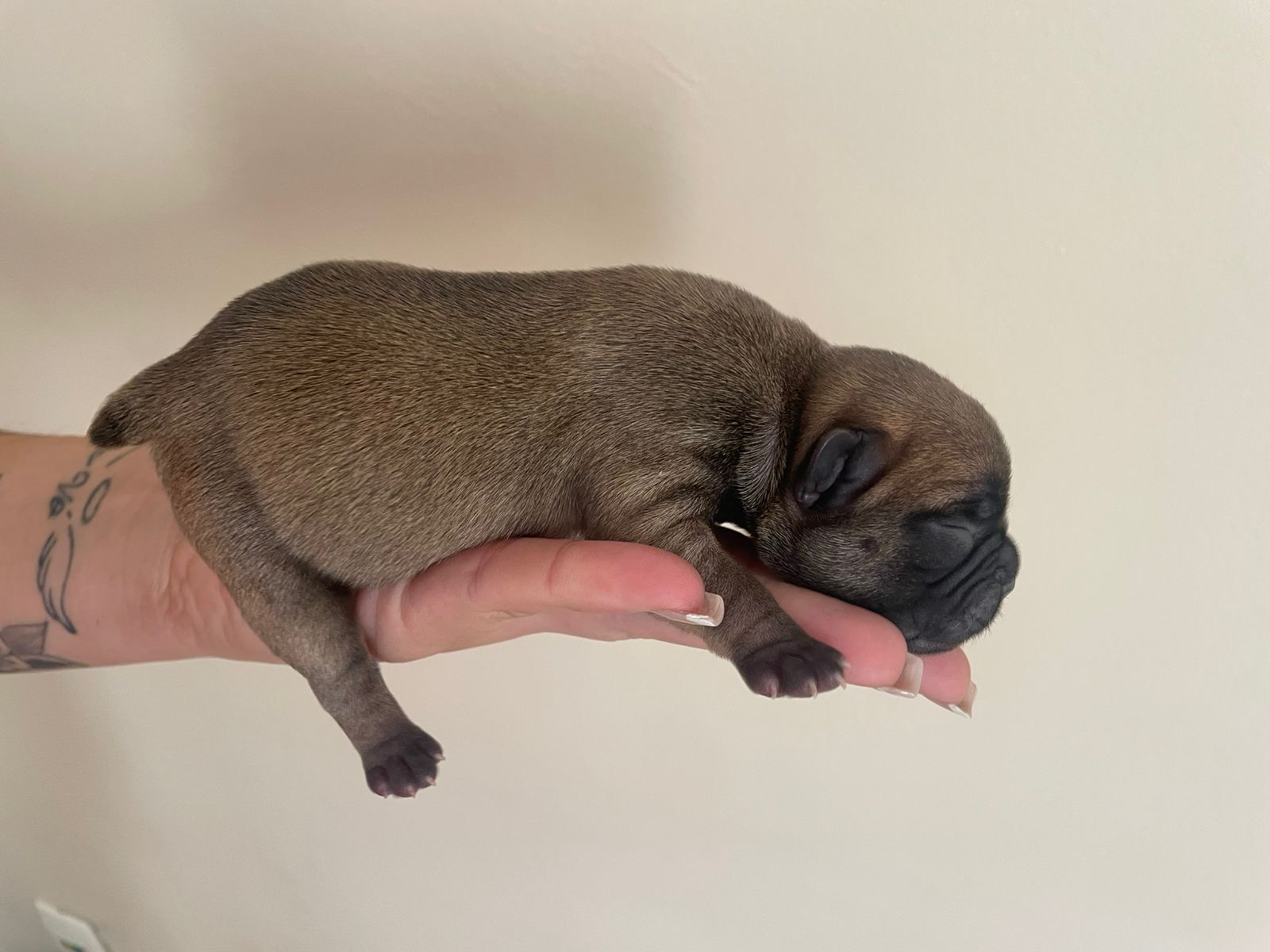 Portal Vendocão Filhote de buldogue francês  São Gonçalo