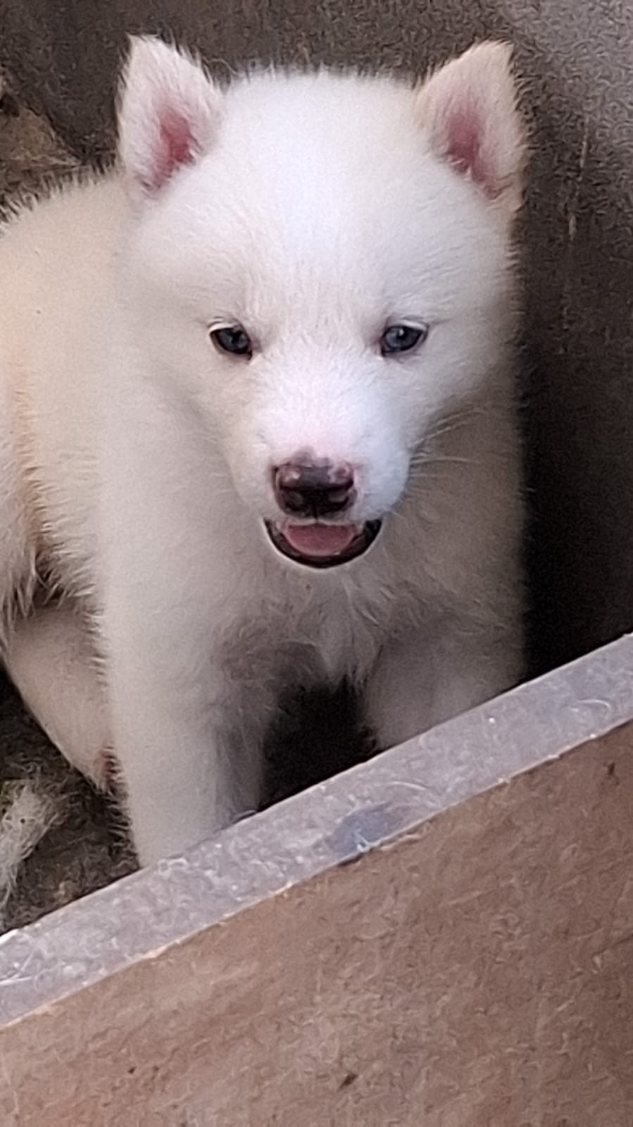 Husky siberiano  - Foto 3
