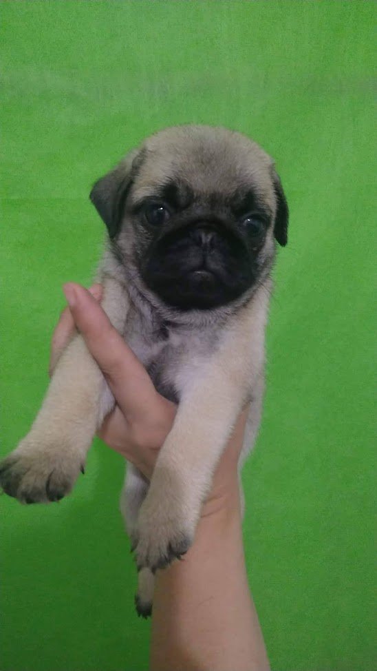 Vendo lindos filhotes de cachorros da raça pug