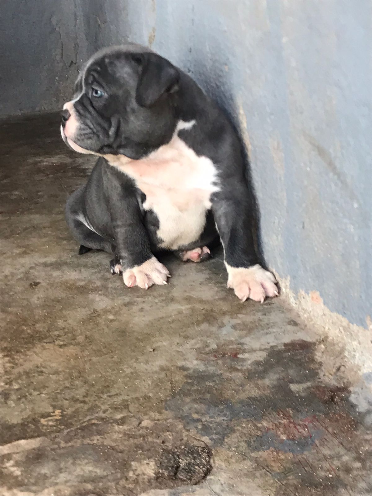Filhotes de América Bully com pedigree  - Foto 1