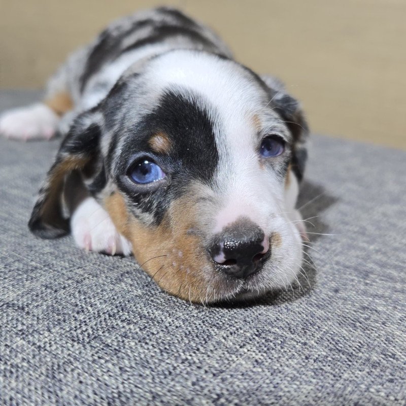 Lindos Filhotes Basset Dachshund Alerquim - Foto 5