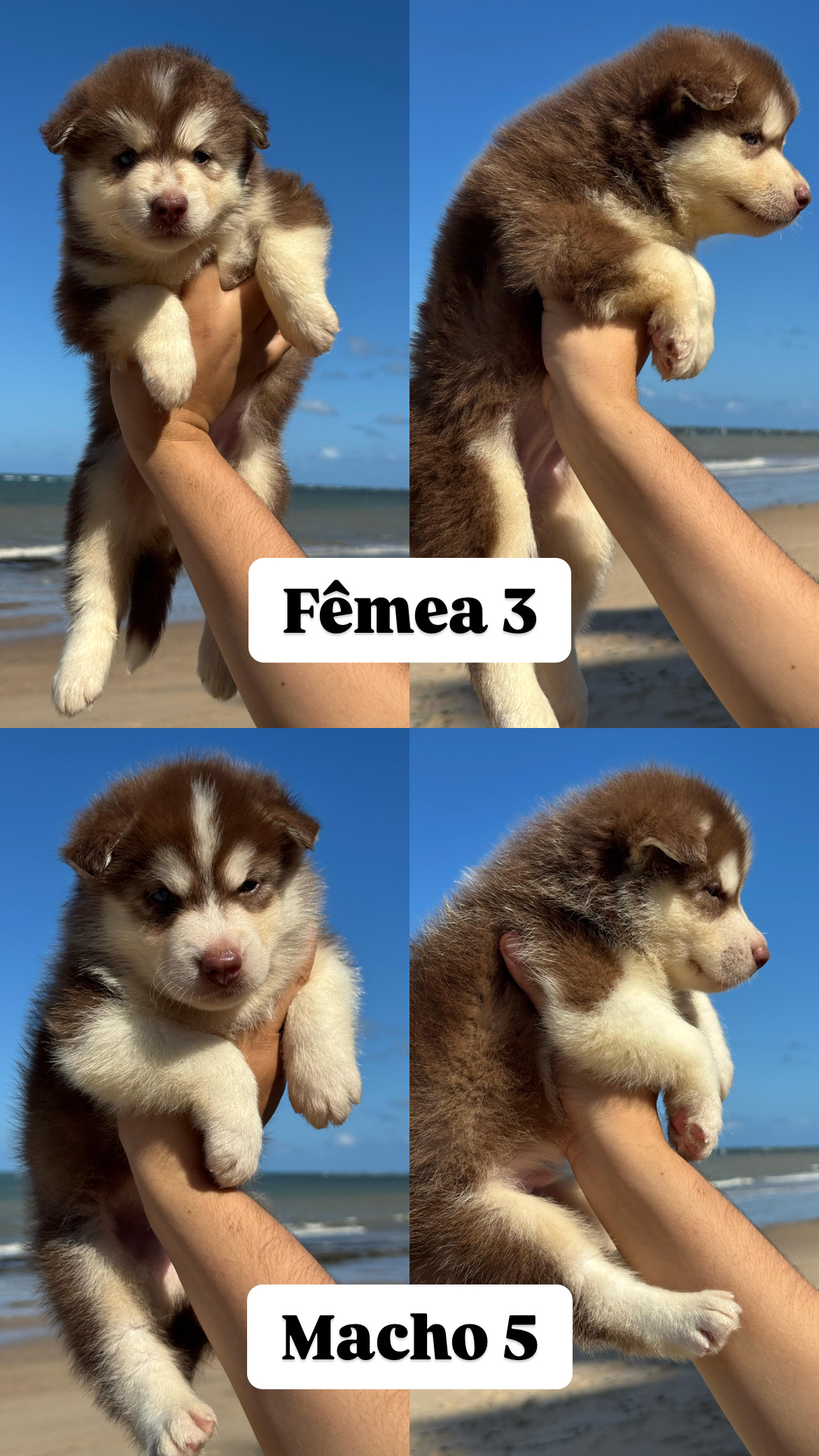 Portal Vendocão Filhotes de Husky Siberiano  Jaboatão dos Guararapes 