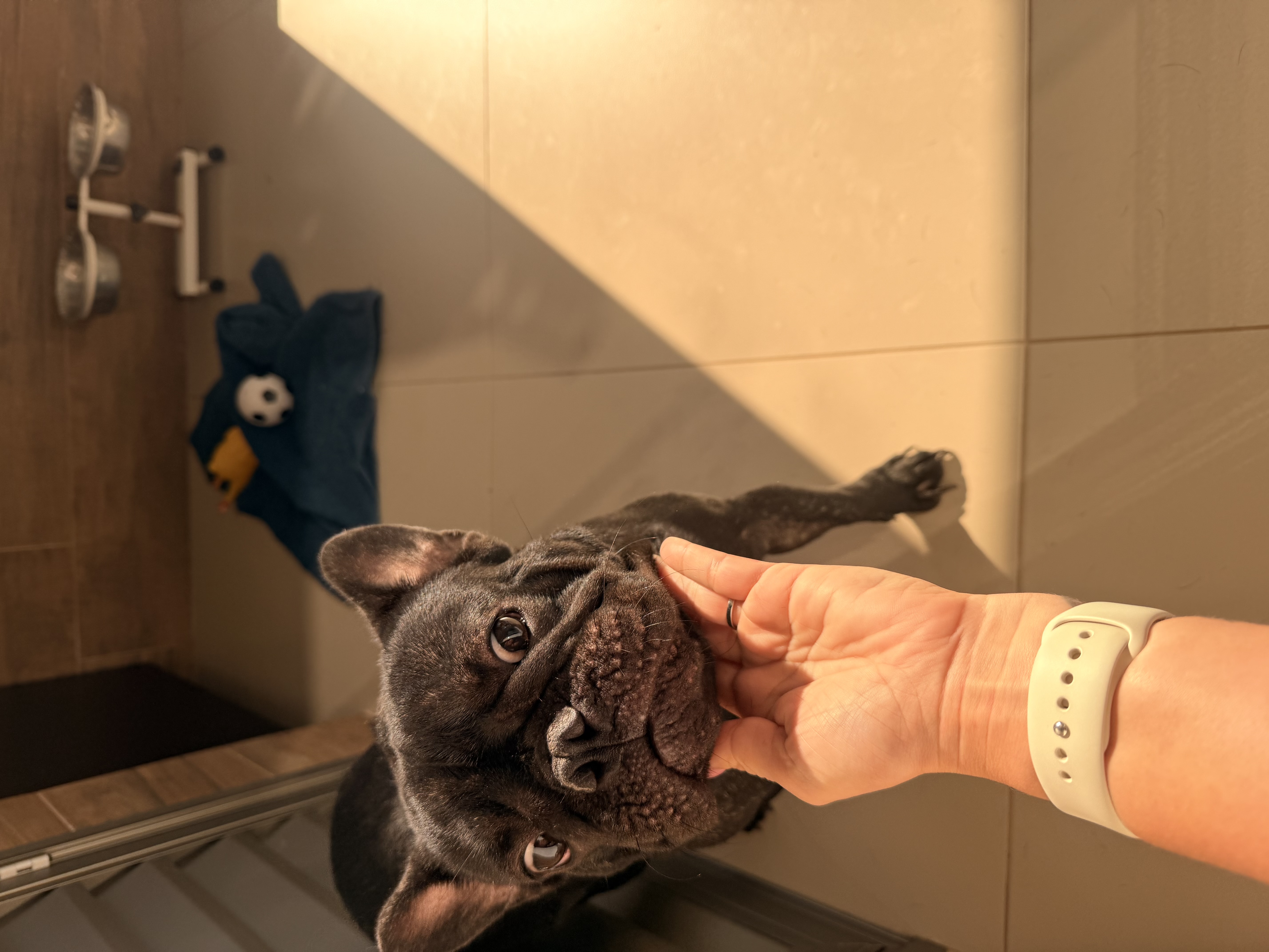 Bulldog Francês 