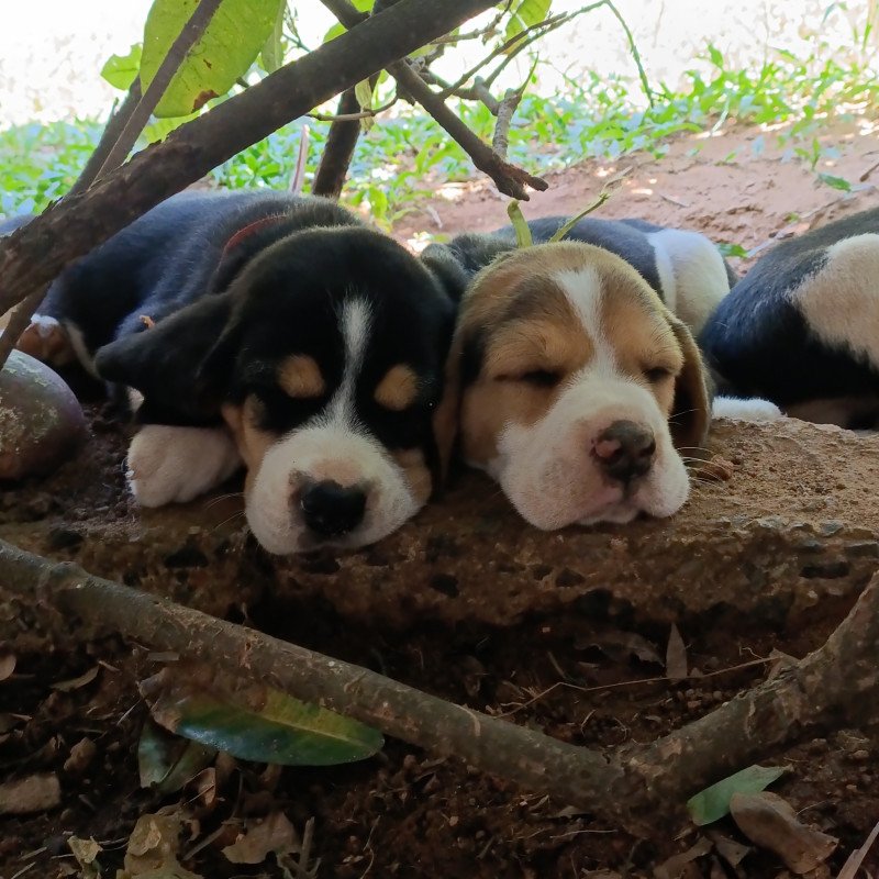 Filhotes de Beagle