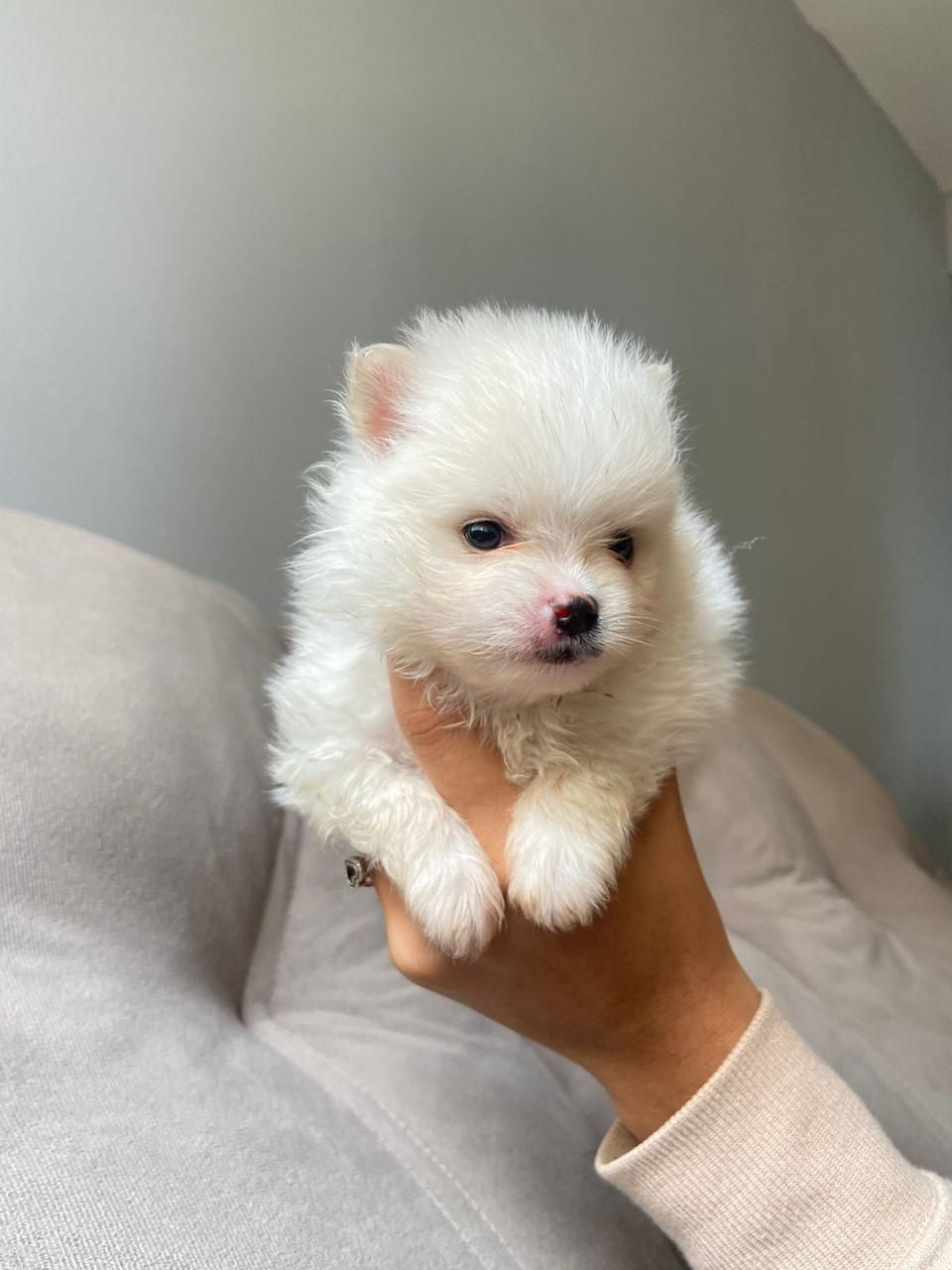 Portal Vendocão Vendo filhotes de Spitz Alemão  São Paulo