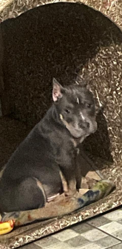 Portal Vendocão Venda de filhote de American bully Ribeirao preto