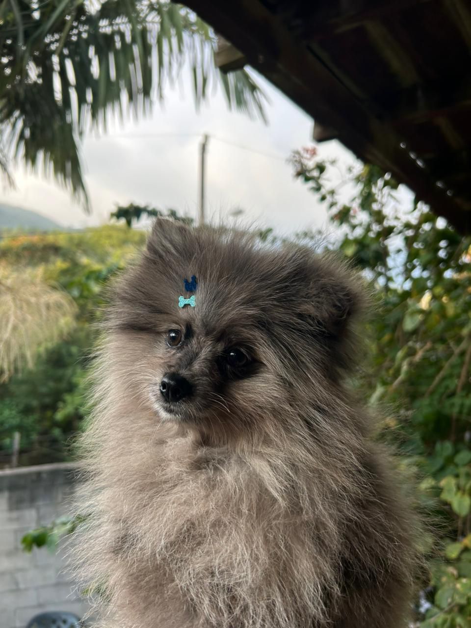 Lulu da pomerania exotico - Foto 2