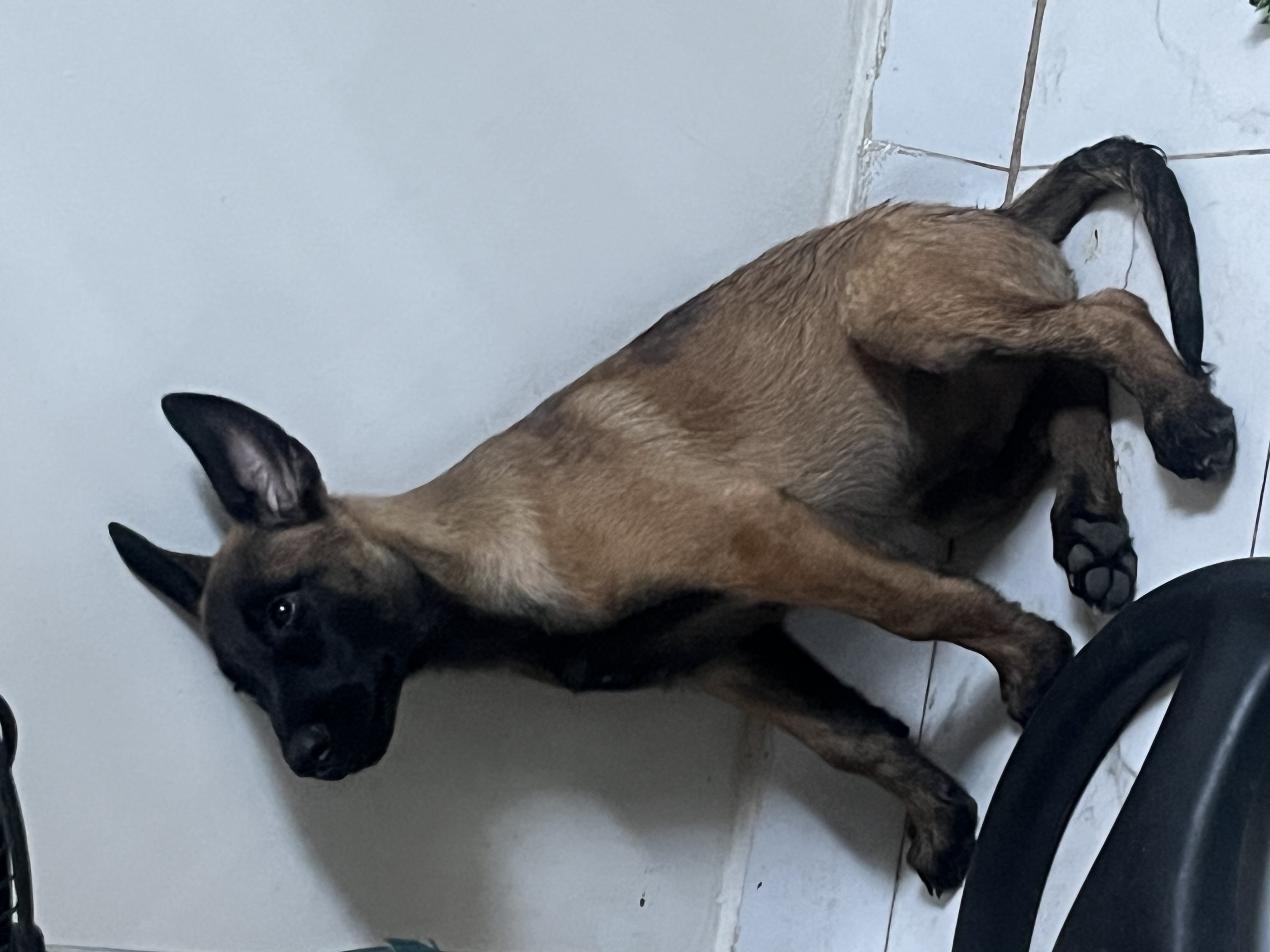 Portal Vendocão Venda de filhotes de husky siberiano  Teresina