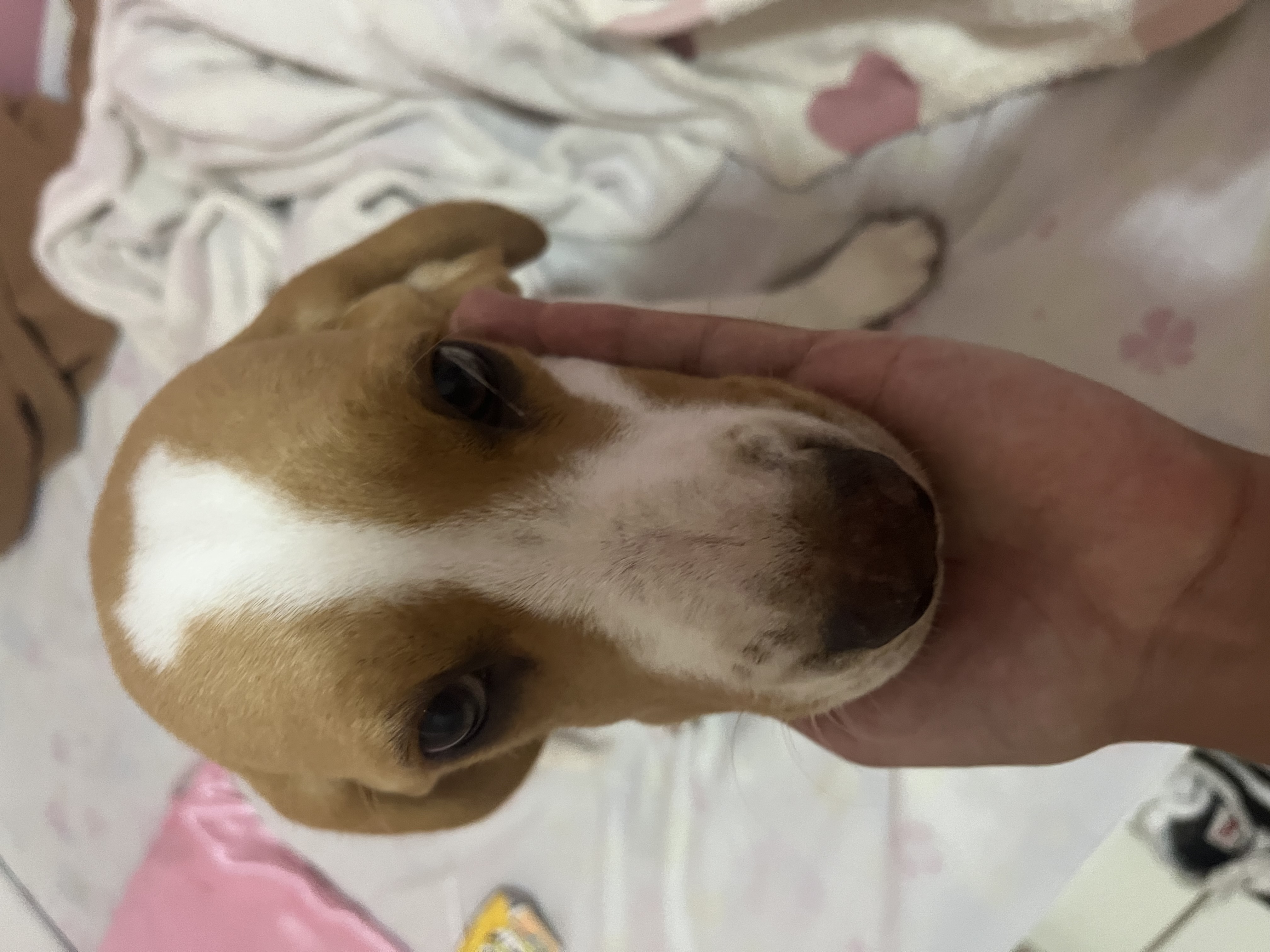Portal Vendocão Beagle Fêmea Filhote Rio das Ostras