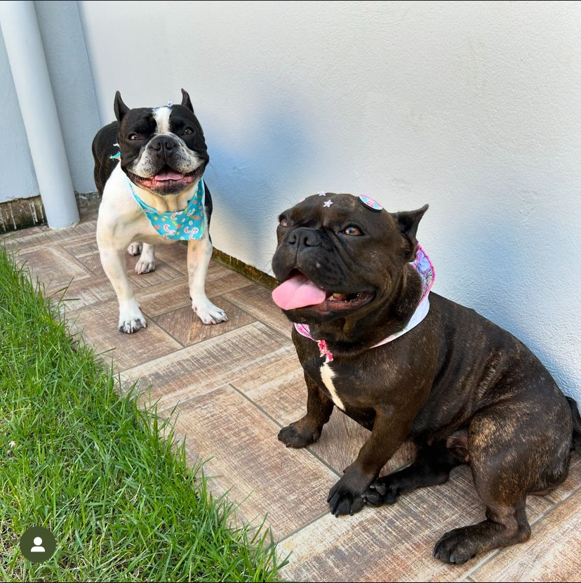 Portal Vendocão Raça bulldog francês  Sapucaia do sul