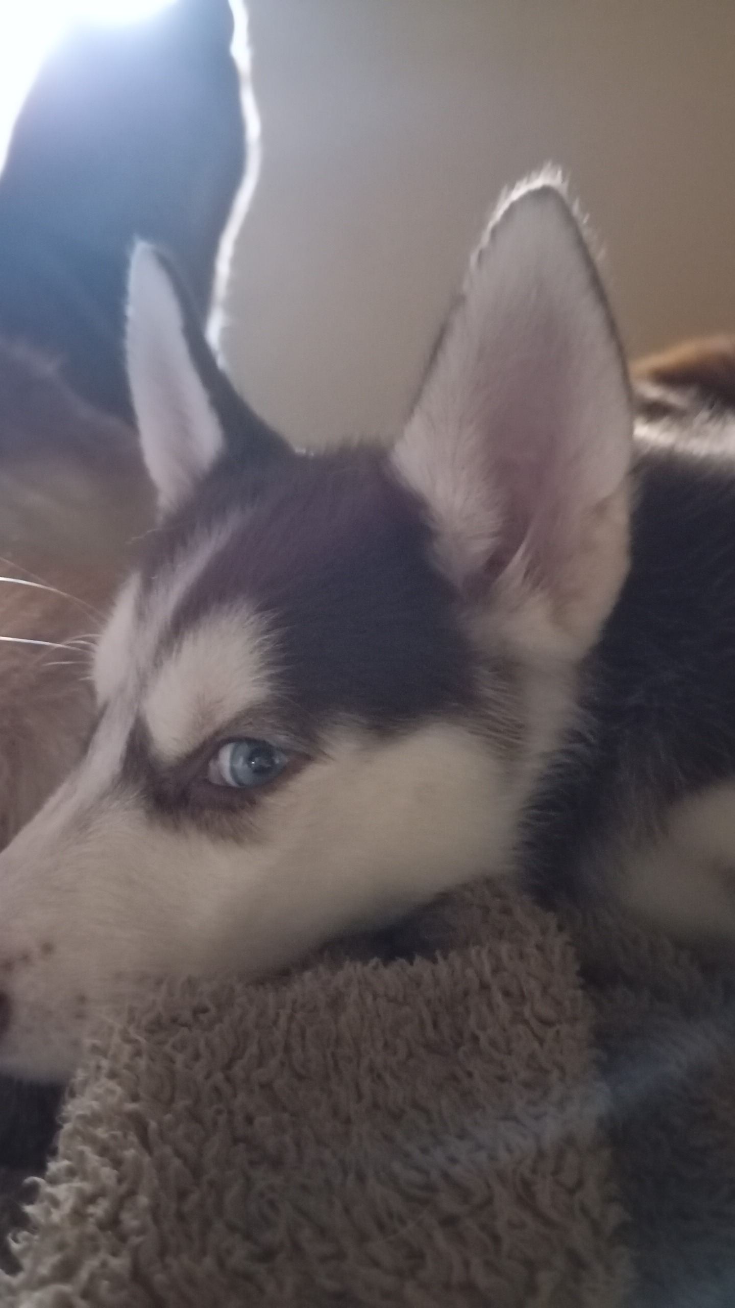 Linda bebê fêmea husky siberiano  - Foto 1