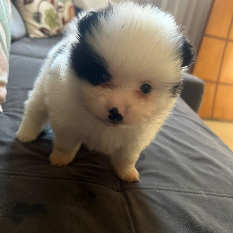 Lindos filhotes de spitz alemão legítimo - Foto 1
