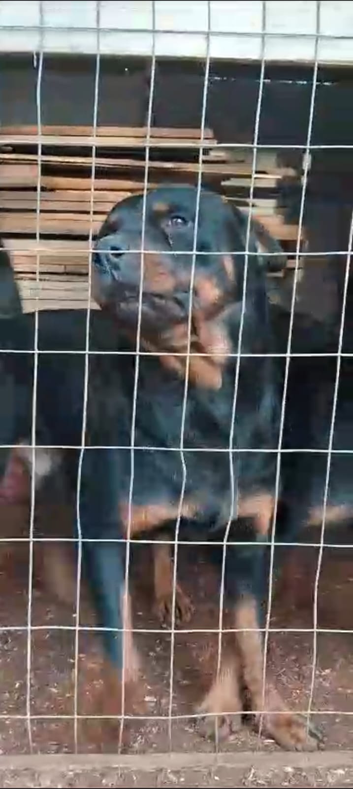 Portal Vendocão Casal Rottweiler São leopoldo 