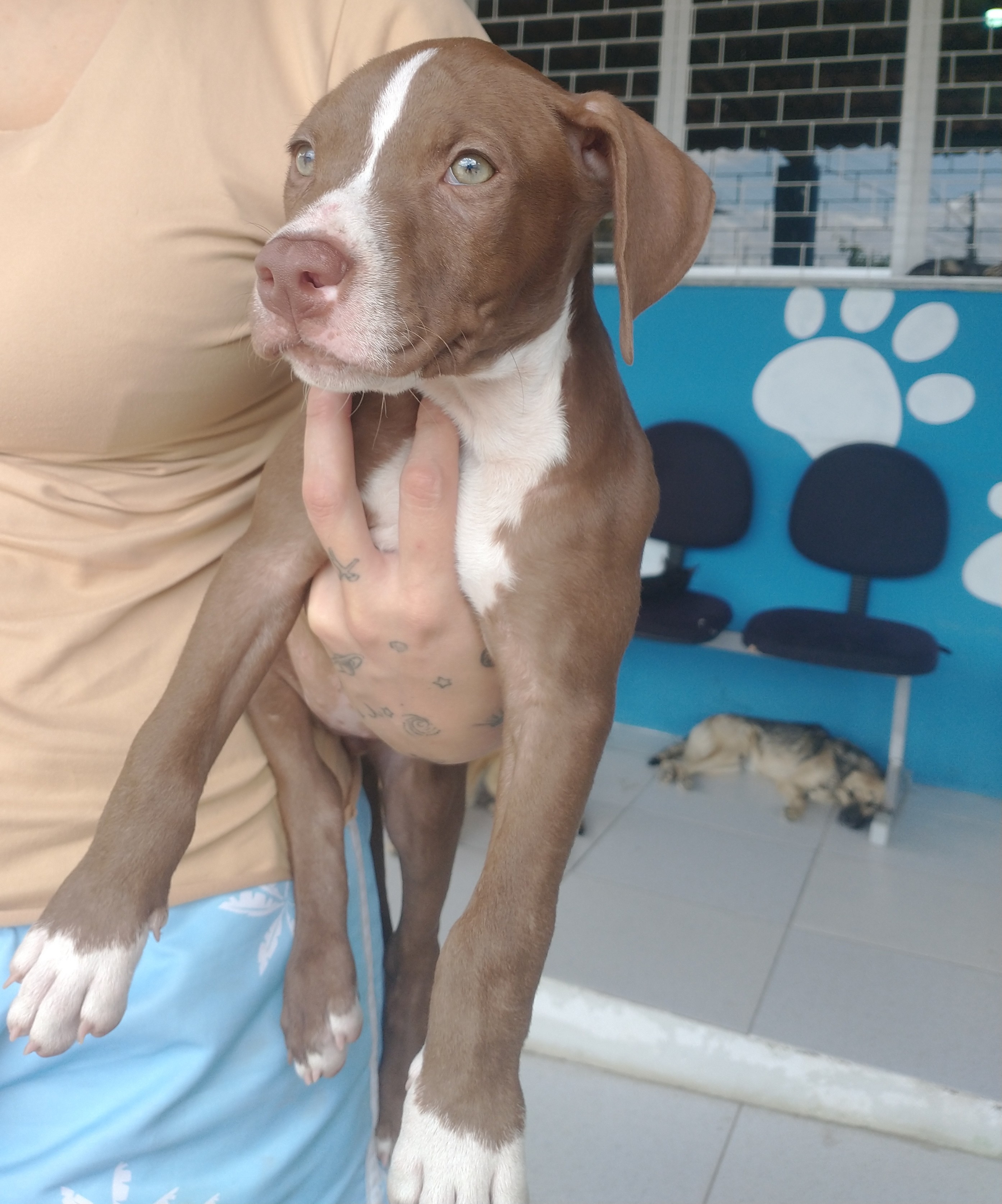 Portal Vendocão Filhotes American Pit Bull terrier 🐾 Maranguape 