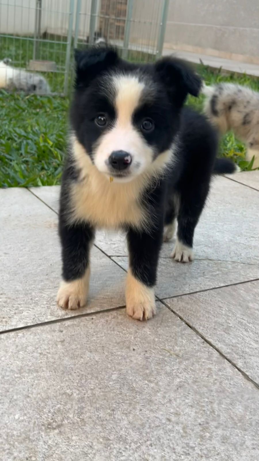 filhotes de Border Collie Ponta Grossa 