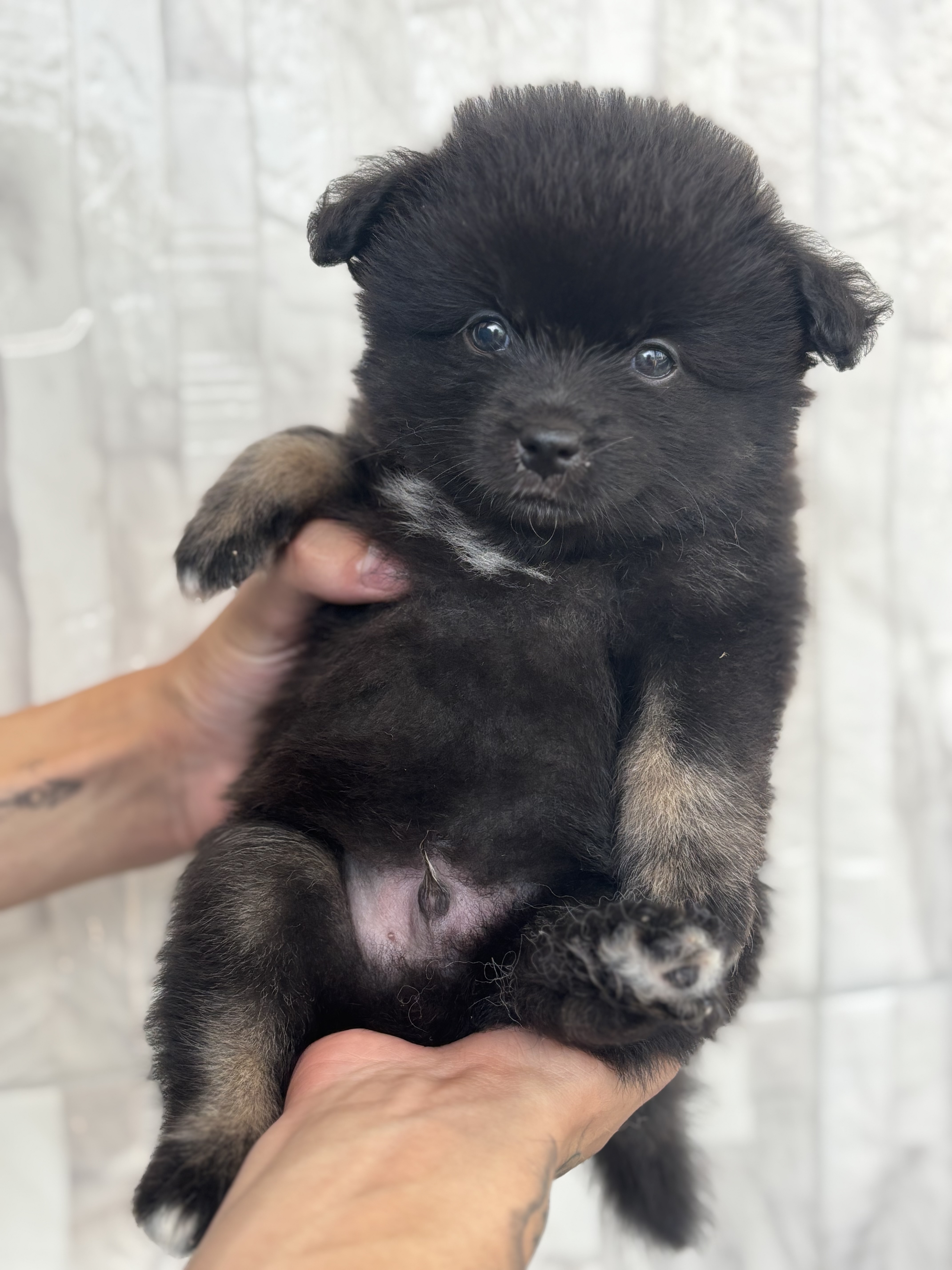 Portal Vendocão Lindo machinho spitz alemão  São Paulo 