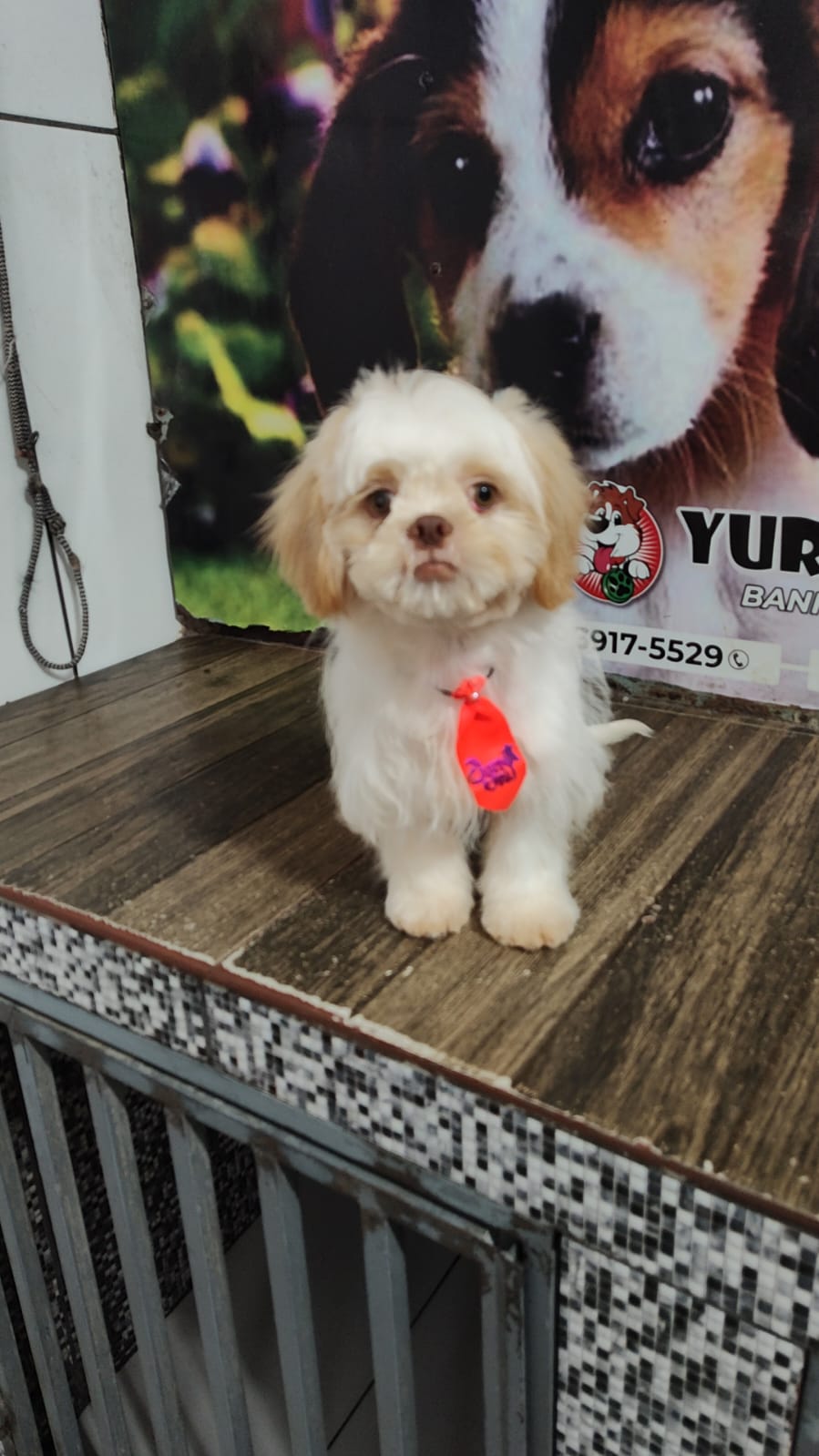 Vendo filhote macho de shih tzu (6meses) - Foto 1