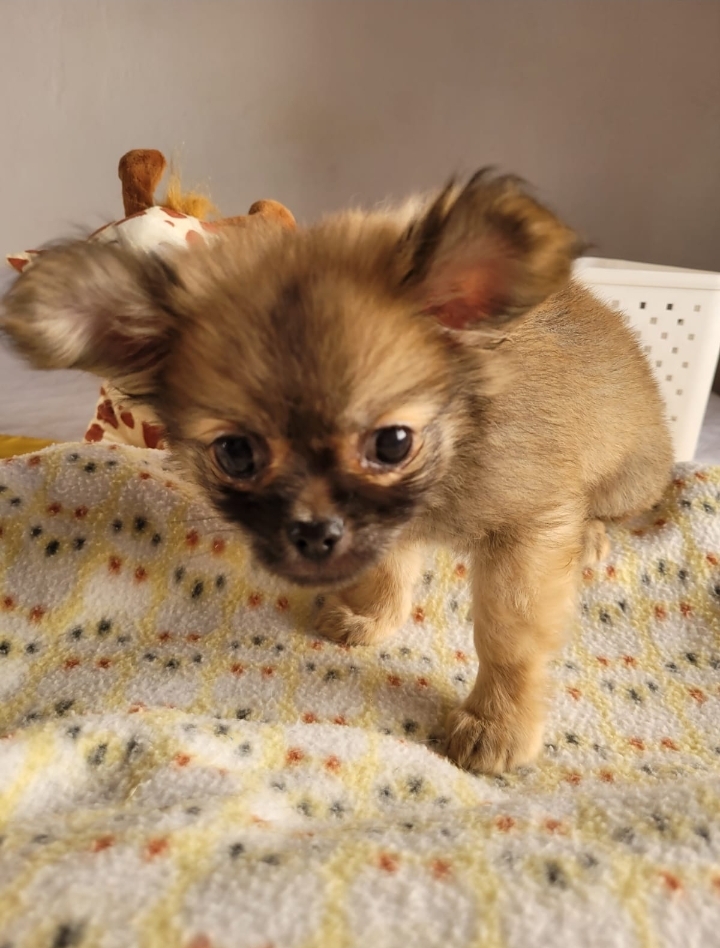 Portal Vendocão Chihuahua pelo longo  Taubaté 