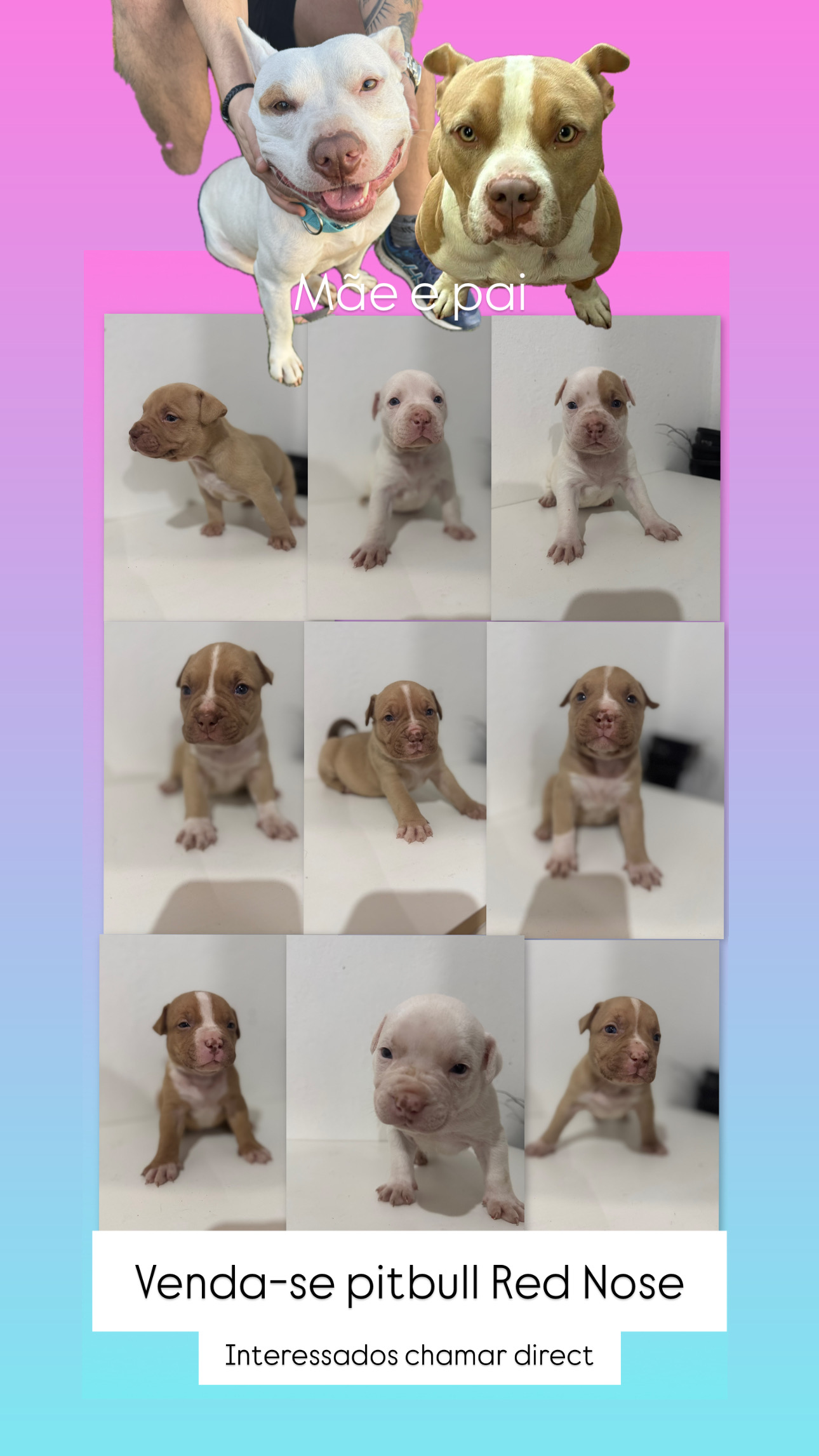 Filhote de pitbull disponível  - Foto 4