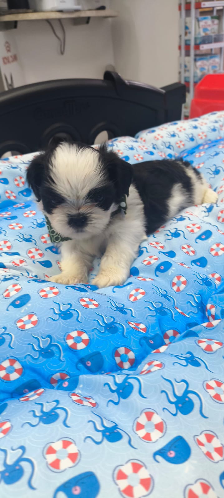 Portal Vendocão Venda de Filhote de shihtzu macho São Luís 