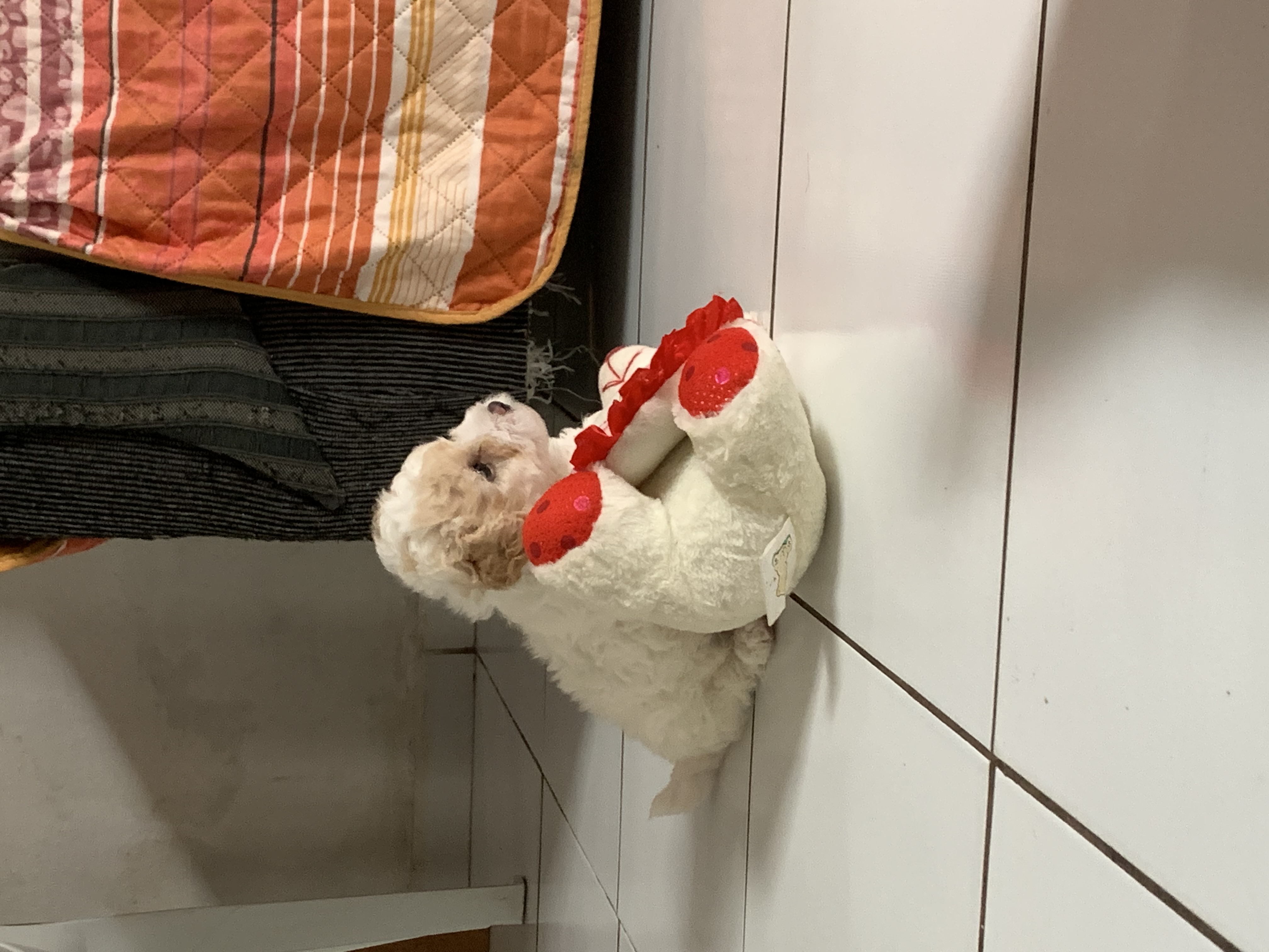 Portal Vendocão Vendo filhote de poodle macho São Luís 